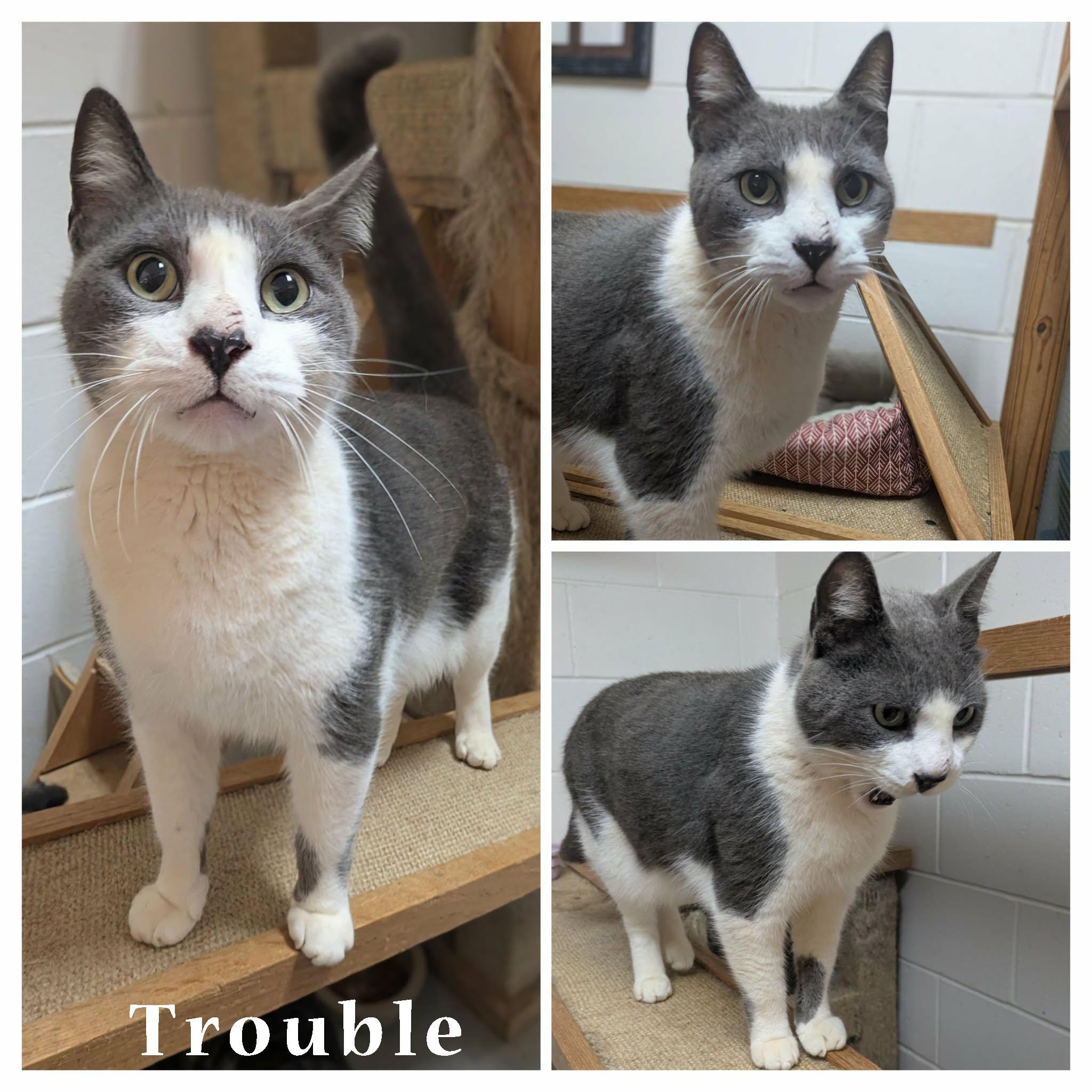 Enlarge Trouble, an adopted mixed breed in Ozark, AL image 3/3