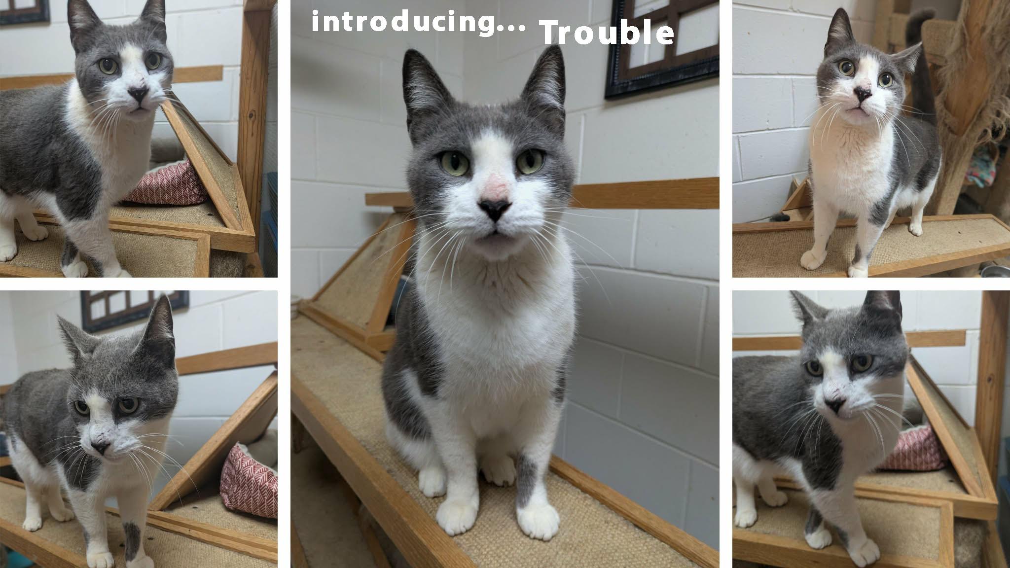 Enlarge Trouble, an adopted mixed breed in Ozark, AL image 2/3