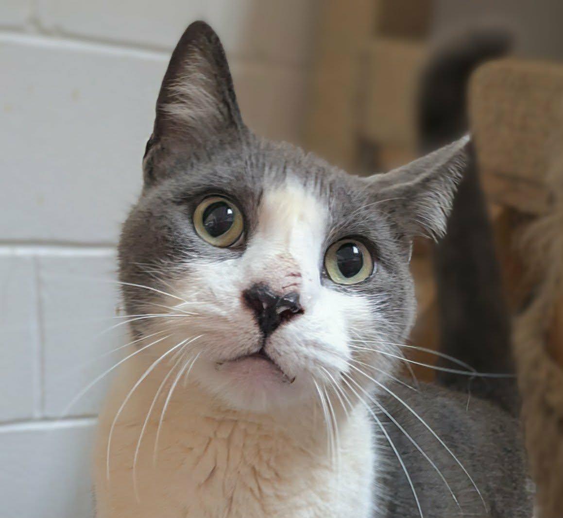 Trouble, ADOPTABLE, Young Male Domestic Short Hair.