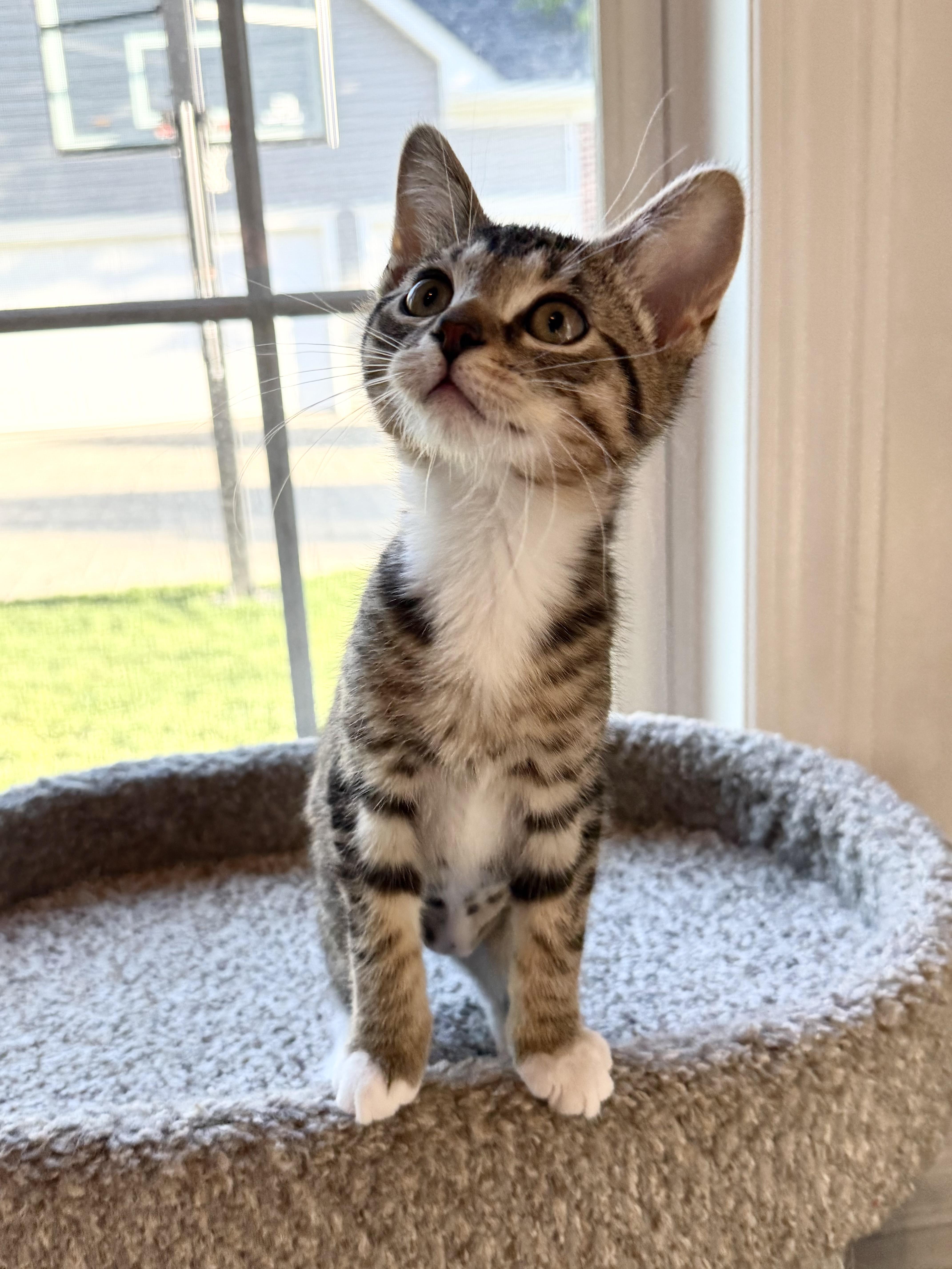 Enlarge Cayenne, an adopted Domestic Short Hair in St. Charles, IL image 2/5