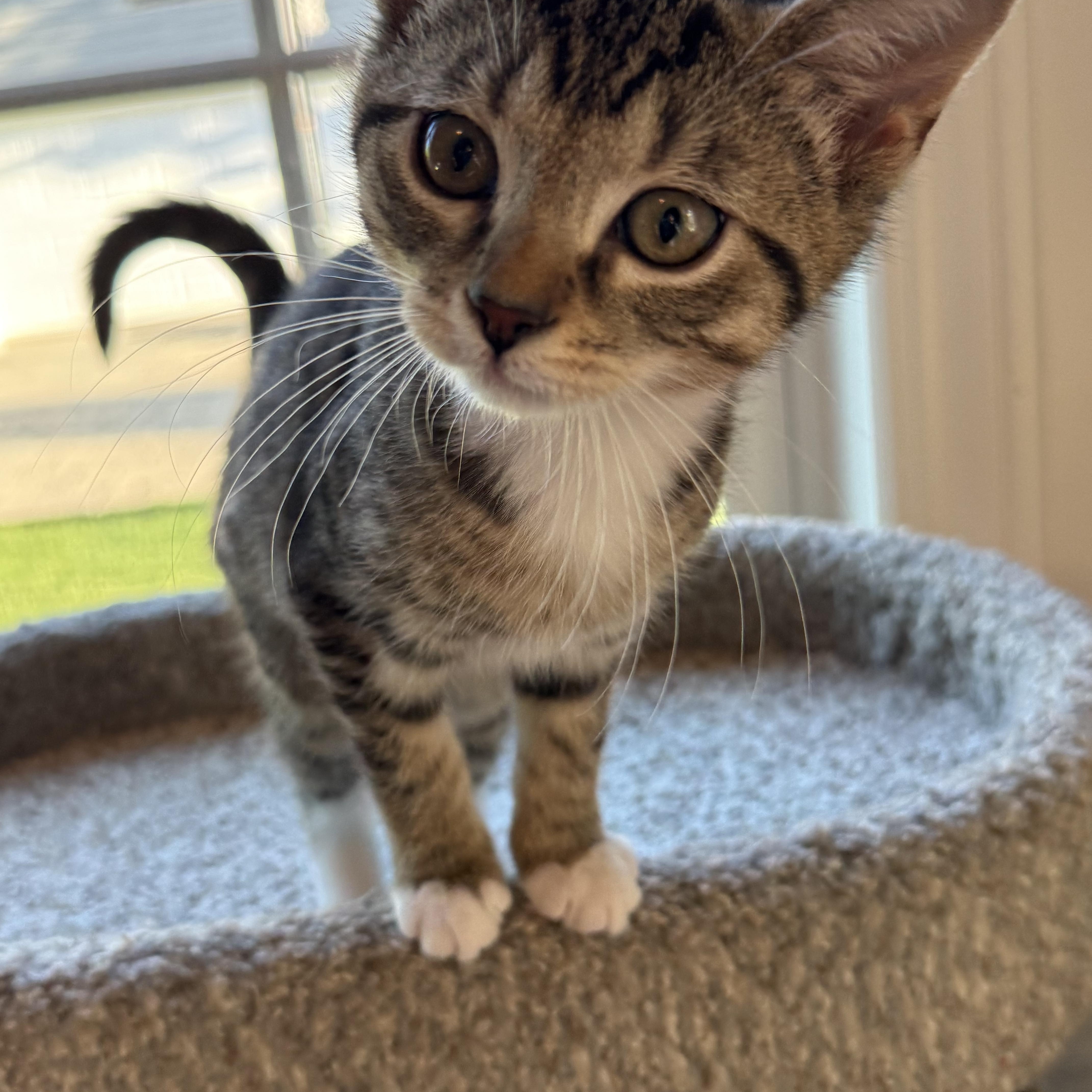 Cayenne, adopted, Kitten Female Domestic Short Hair.