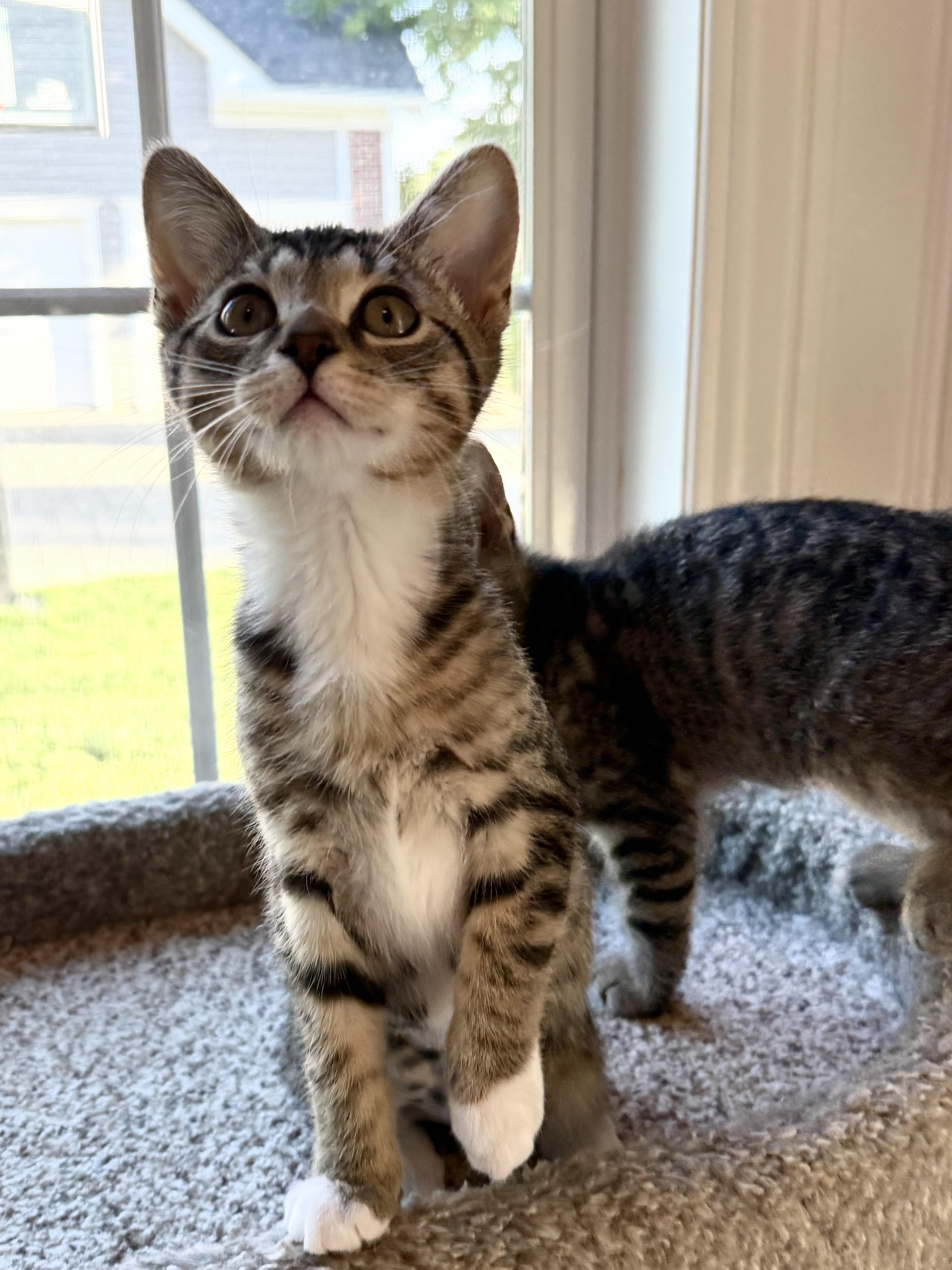 Enlarge Cayenne, an adopted Domestic Short Hair in St. Charles, IL image 5/5