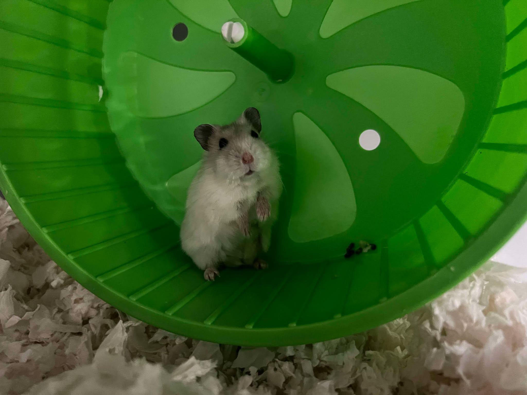 Cuddles, Adopted, Baby Male Dwarf Hamster.