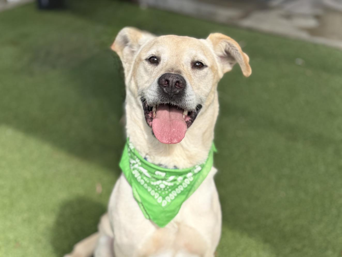 Enlarge MURRAY MARVIN, a Adoptable Labrador Retriever in San Pedro, CA image 1/1
