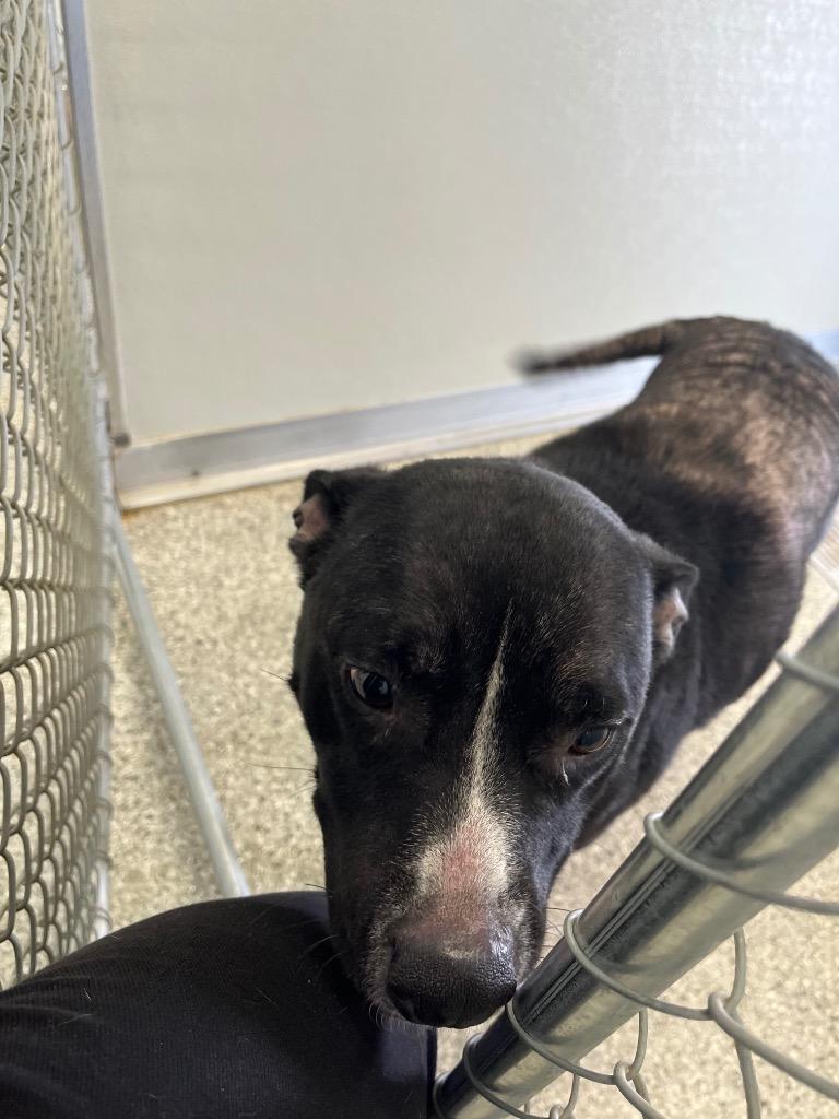 Enlarge Ms. Peanut Butter, a Adoptable mixed breed in Auburn, IN image 1/1