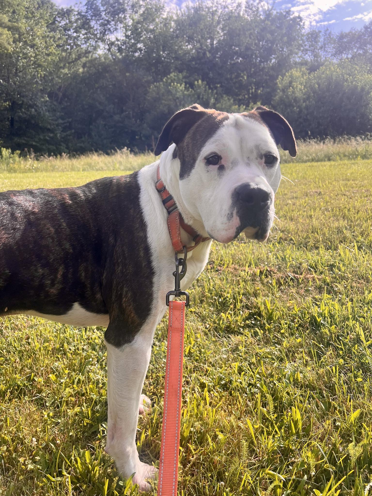 Enlarge Stiles, a Adoptable Mixed Breed in Elmira, NY image 2/2