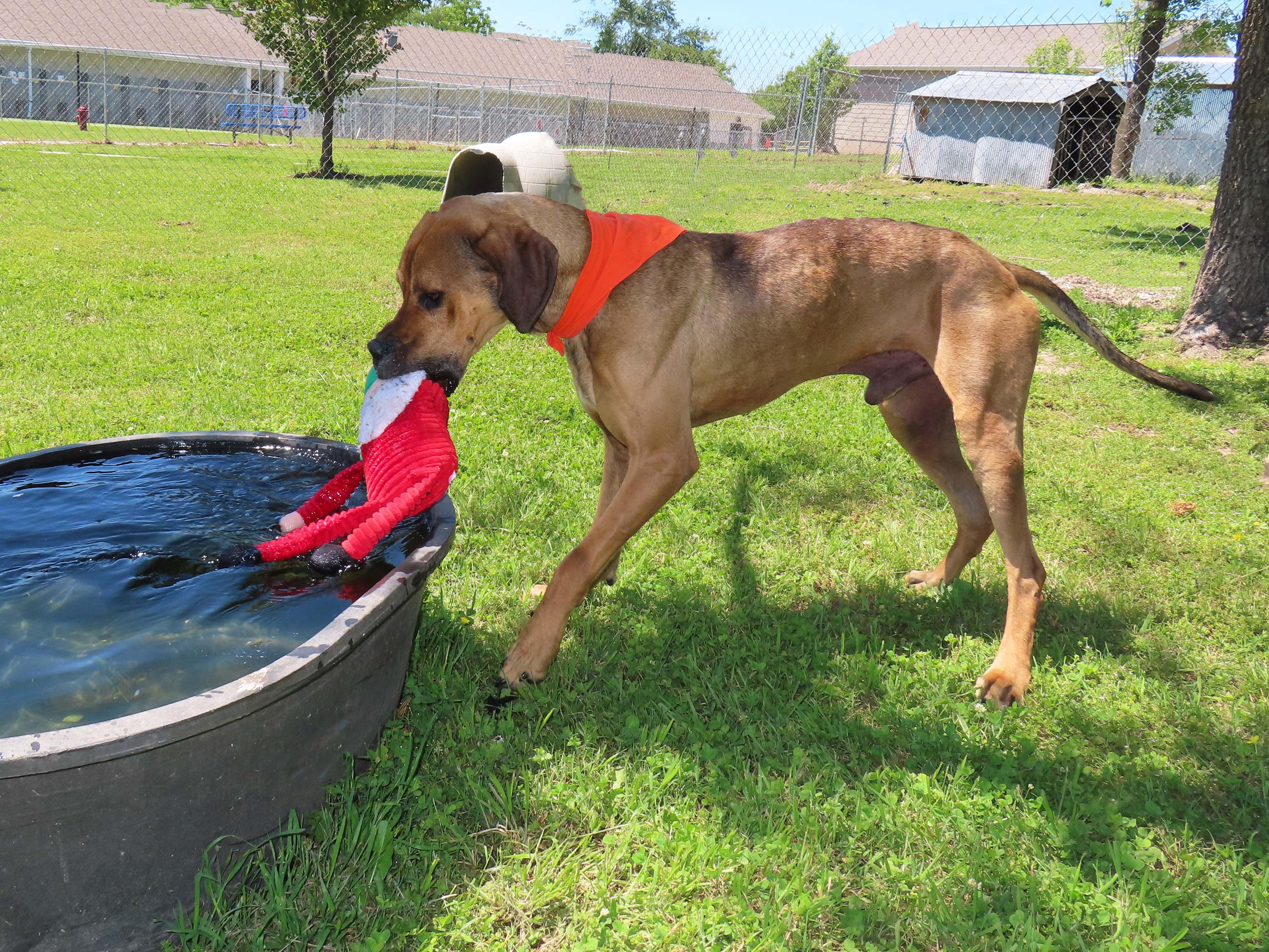 Enlarge Arlo  26C-99, a ADOPTABLE Great Dane in Rogers, AR image 2/5