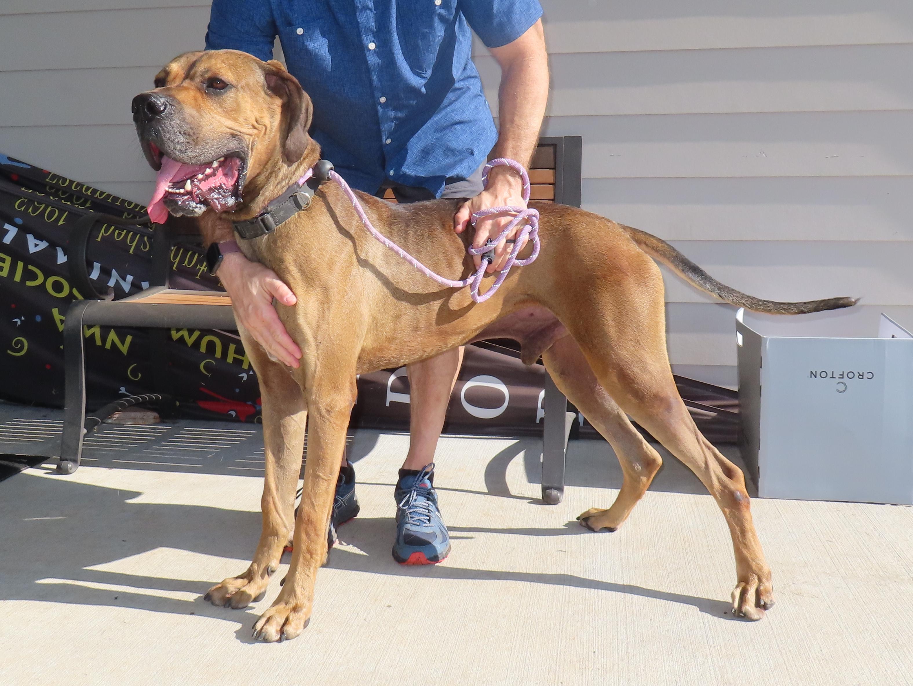 Enlarge Arlo  26C-99, a ADOPTABLE Great Dane in Rogers, AR image 5/5
