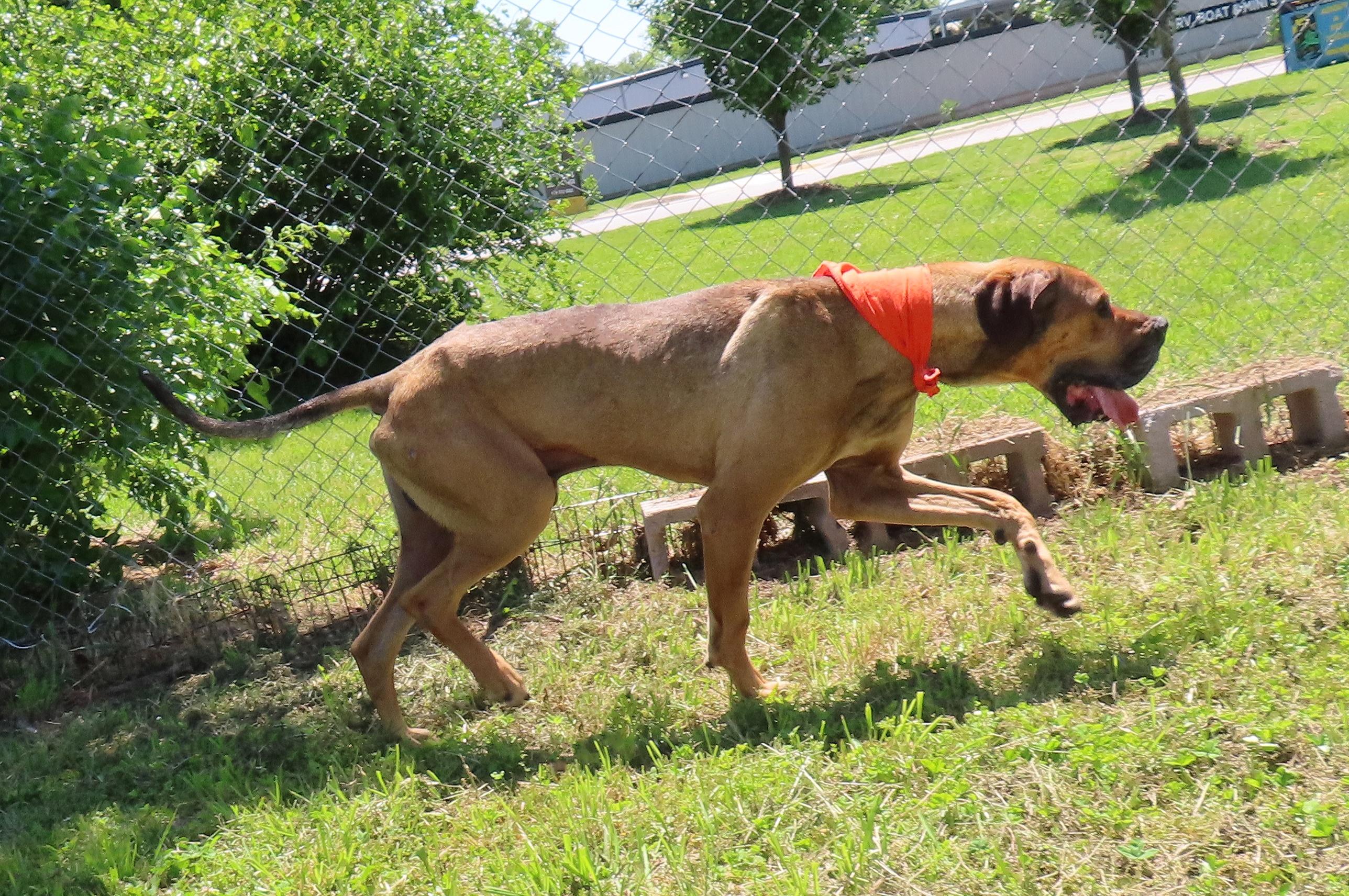 Enlarge Arlo  26C-99, a ADOPTABLE Great Dane in Rogers, AR image 4/5