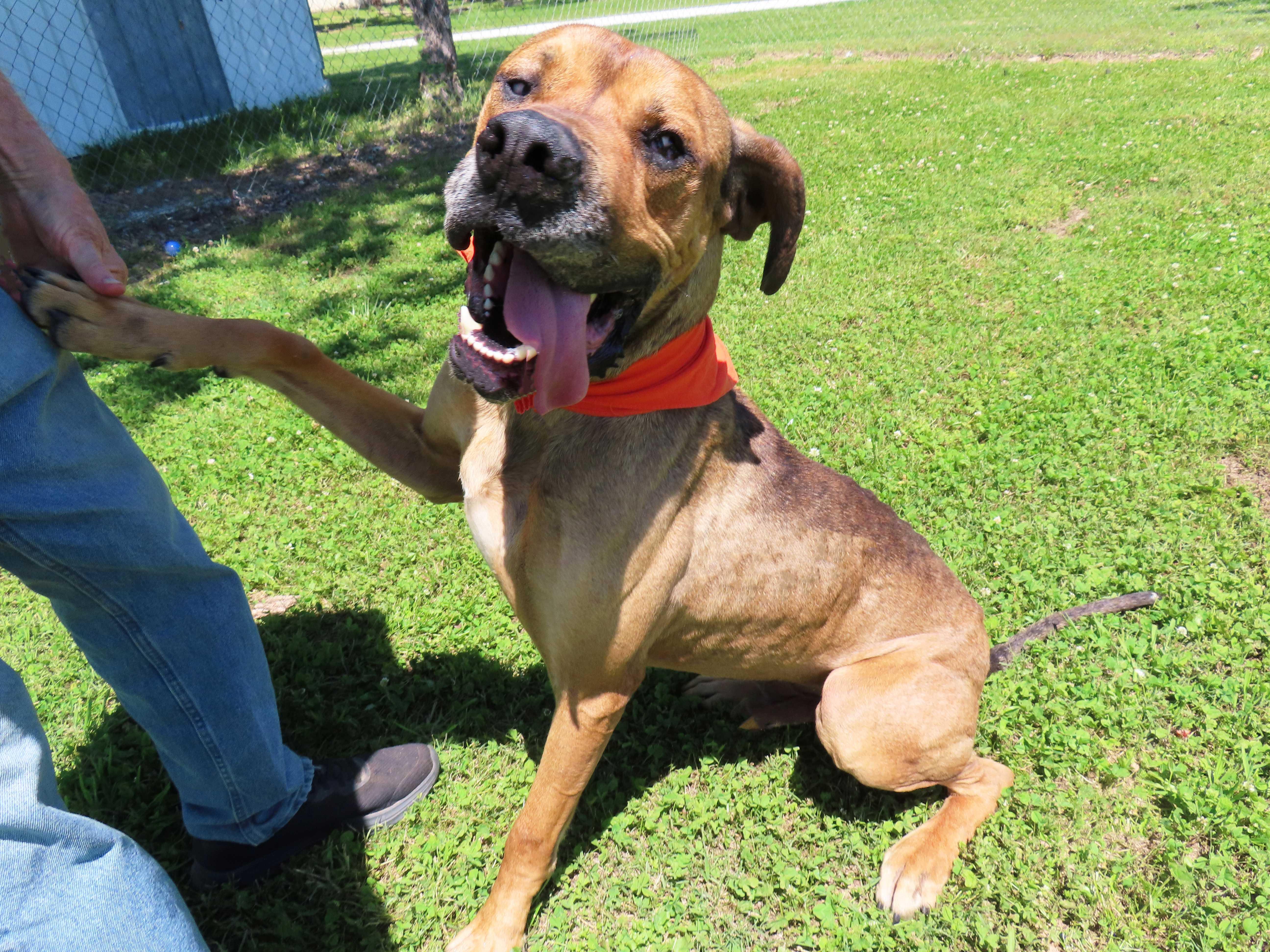 Enlarge Arlo  26C-99, a ADOPTABLE Great Dane in Rogers, AR image 3/5