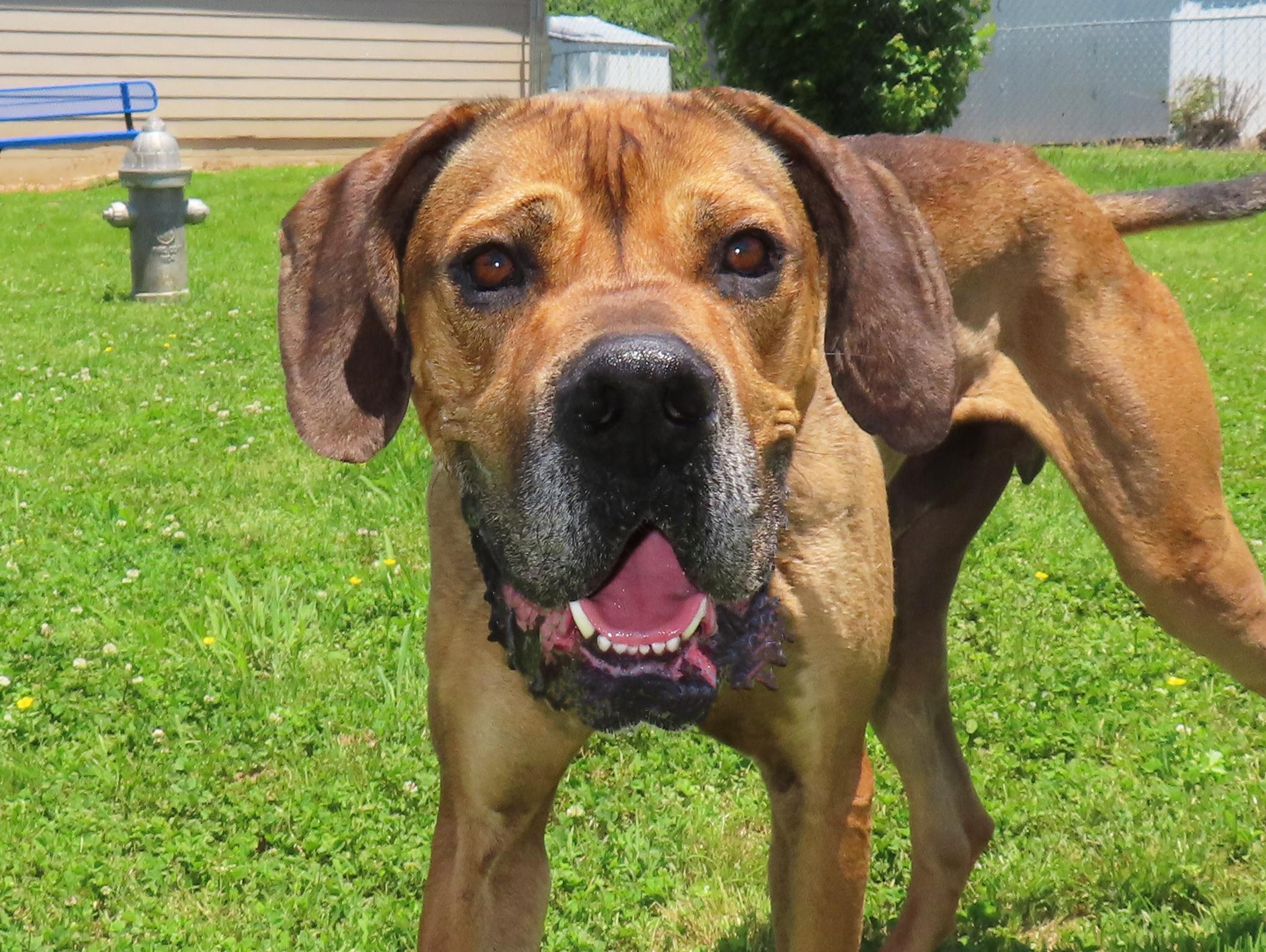 Arlo  26C-99, ADOPTABLE, Adult Male Great Dane.