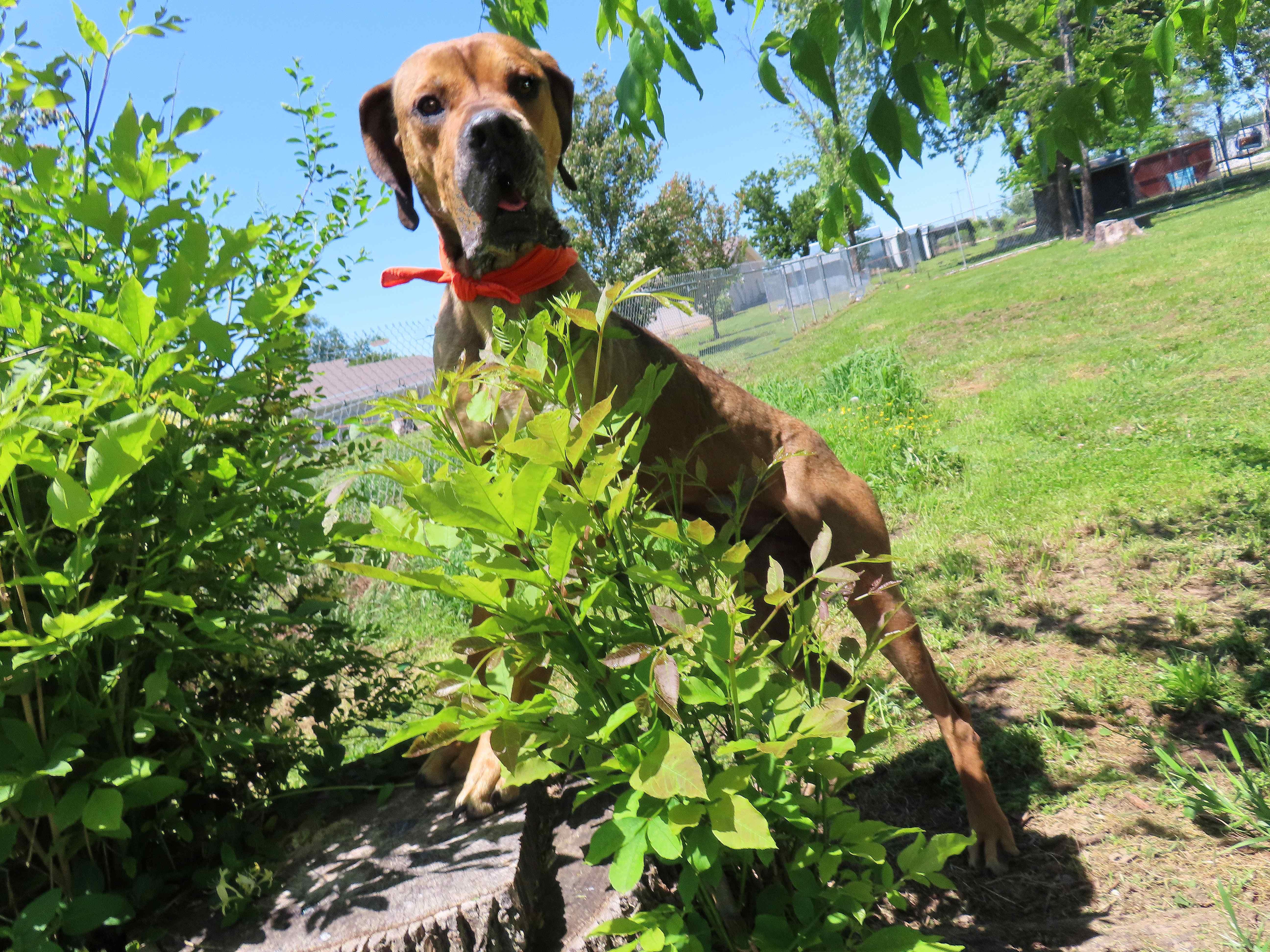 Enlarge Arlo  26C-99, a ADOPTABLE Great Dane in Rogers, AR image 5/5