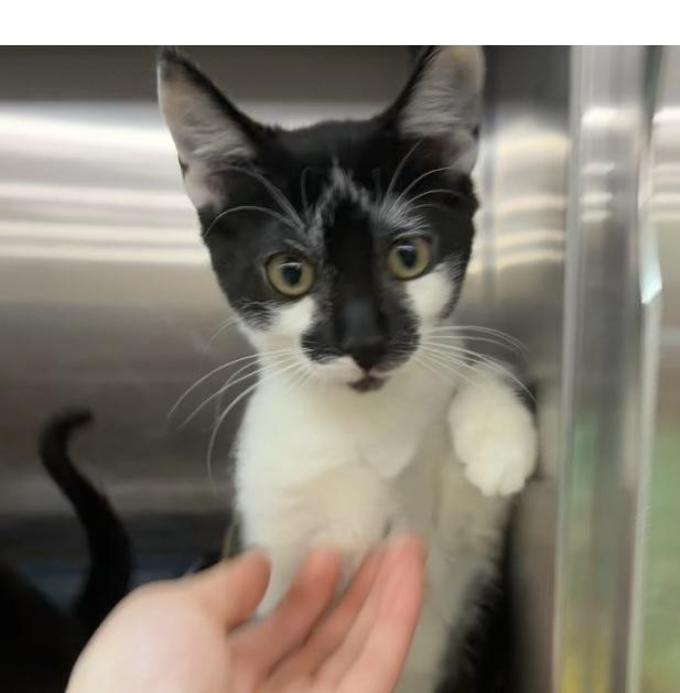 Enlarge Greer, a Adoptable Domestic Short Hair in Covington, LA image 1/1