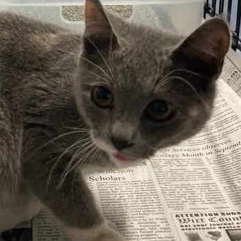 Sprinkles, adopted, Young Female Dilute Tortoiseshell.