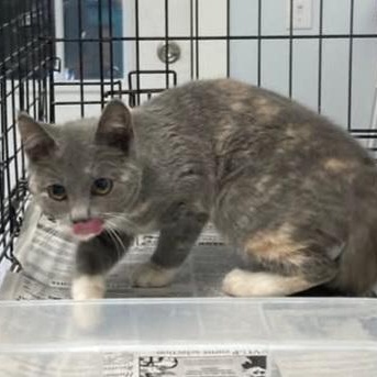 Enlarge Sprinkles, an adopted Dilute Tortoiseshell in St. Marys, WV image 3/3