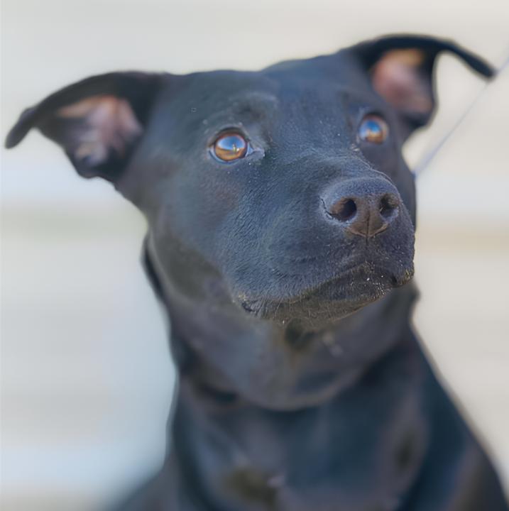 Magic, ADOPTABLE, Young Female Black Labrador Retriever.