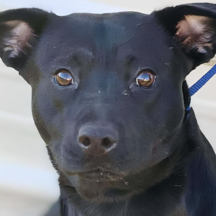 Magic, a ADOPTABLE Black Labrador Retriever in Naperville, IL image 2/2
