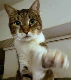 Bert the Sugar Cube, adoptable, Adult Male Domestic Short Hair.