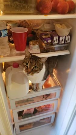 Enlarge Bert the Sugar Cube, an adoptable Domestic Short Hair in Philadelphia, PA image 3/4