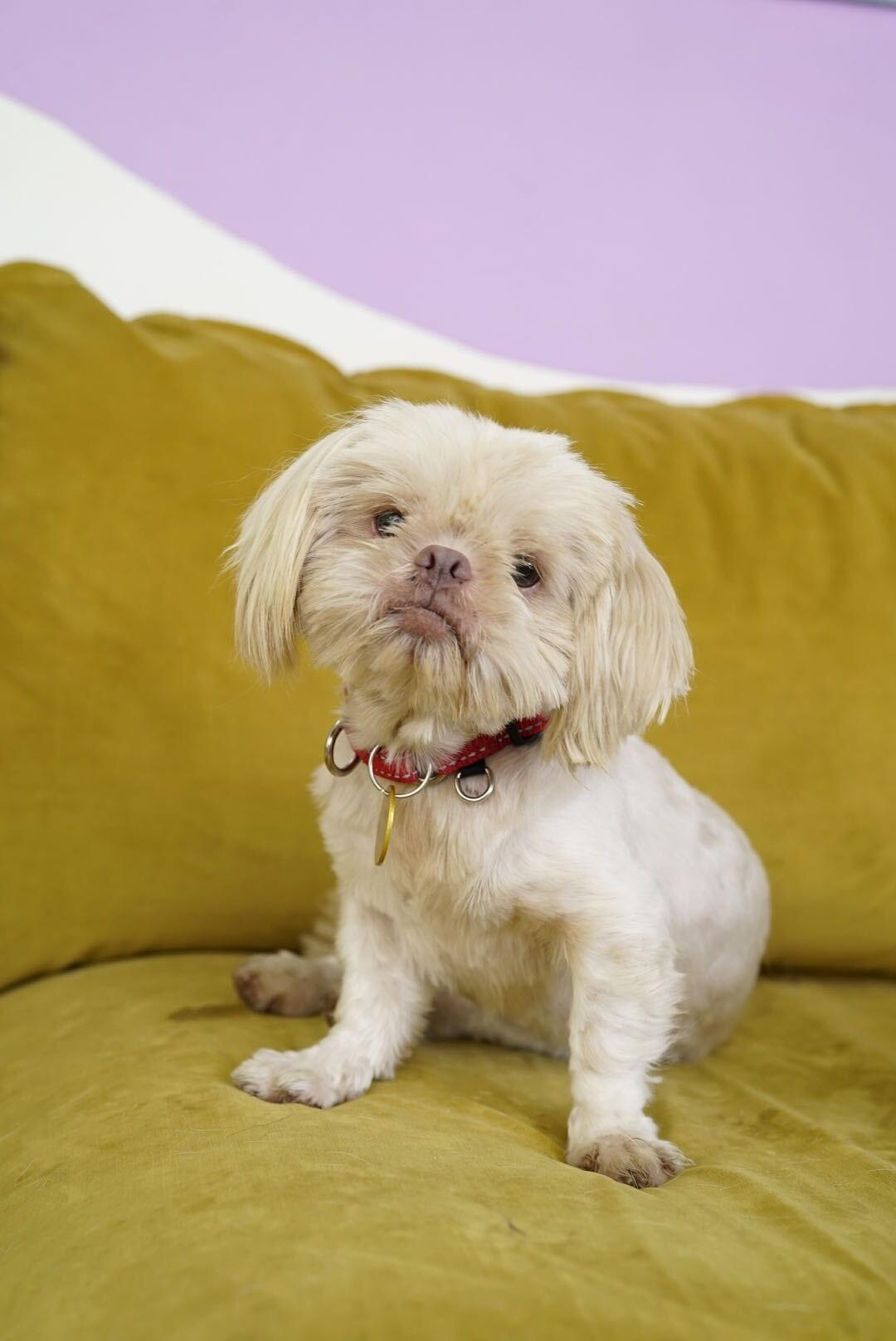 Einstein, Adopted, Young Male Brussels Griffon & Shih Tzu.
