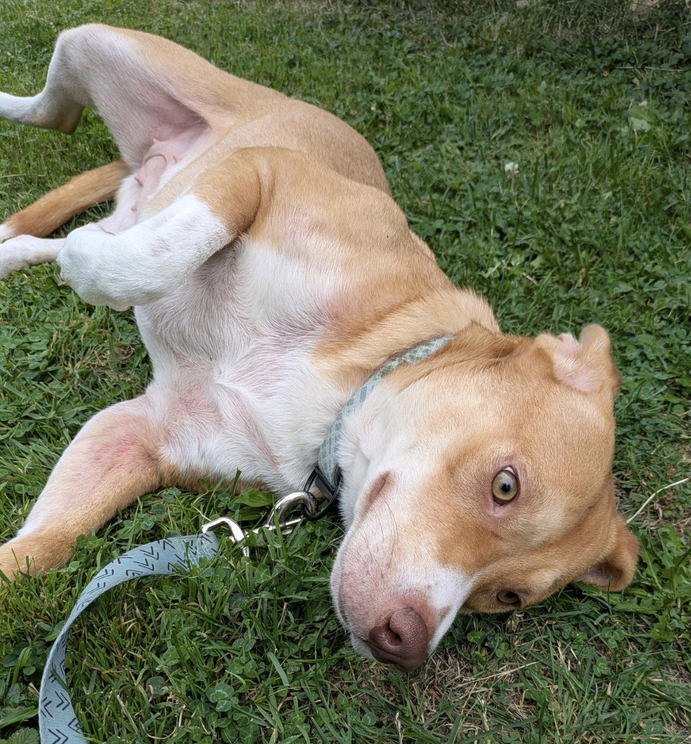Maya-the shy and sweet girl, Adopted, Young Female Australian Cattle Dog / Blue Heeler & Australian Shepherd.