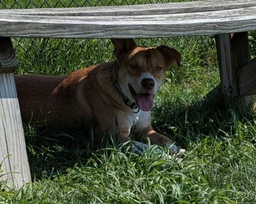 Maya-the shy and sweet girl, a Adopted mixed breed in Rootstown, OH image 2/3