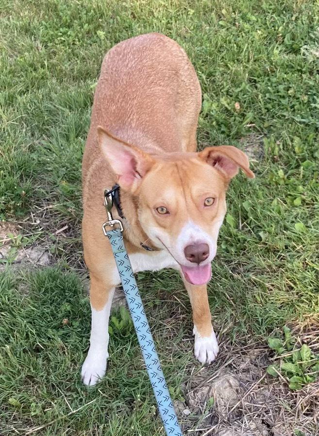 Maya-the shy and sweet girl, a Adopted mixed breed in Rootstown, OH image 3/3