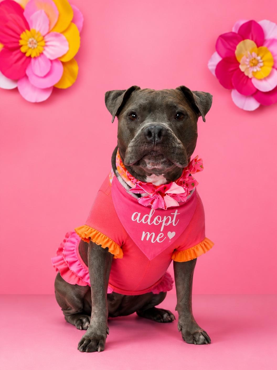 Blue-ADOPT Me, a ADOPTABLE mixed breed in Redondo Beach, CA image 5/6