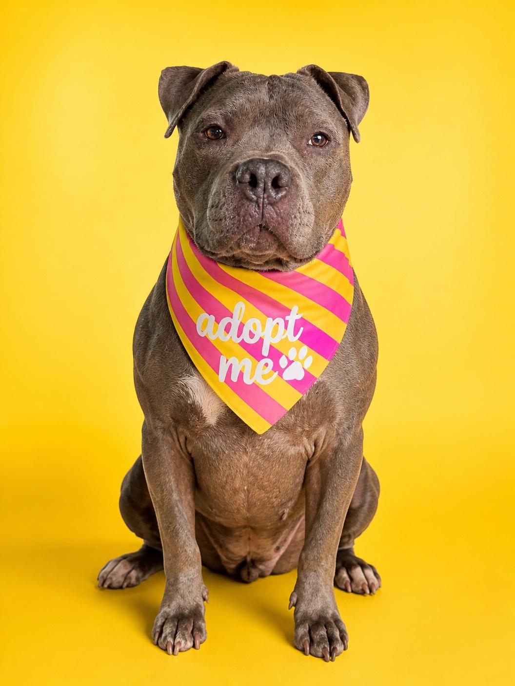 Blue-ADOPT Me, a ADOPTABLE mixed breed in Redondo Beach, CA image 2/6