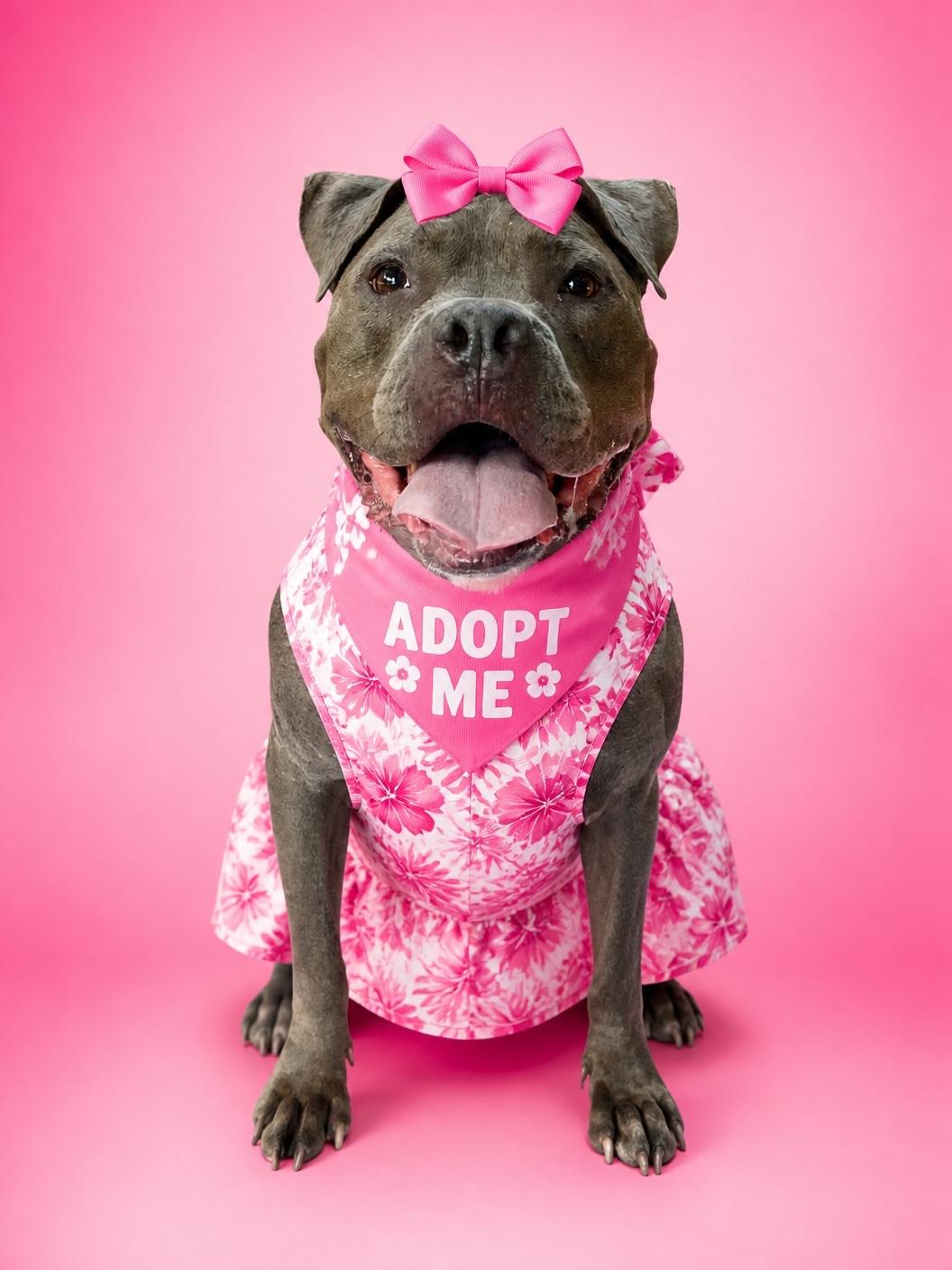 Blue-ADOPT Me, ADOPTABLE, Senior Female American Bully.