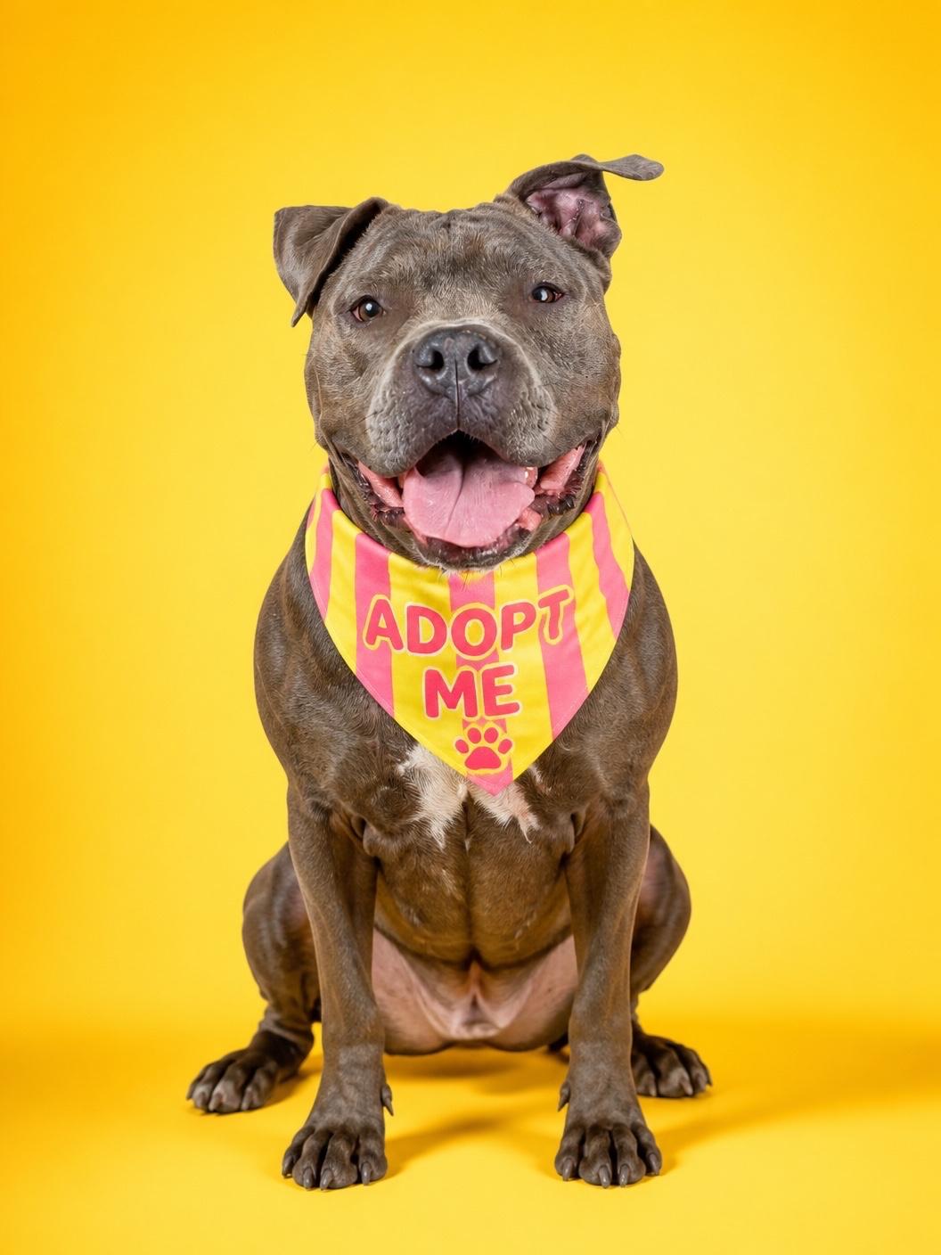 Blue-ADOPT Me, a ADOPTABLE mixed breed in Redondo Beach, CA image 3/6