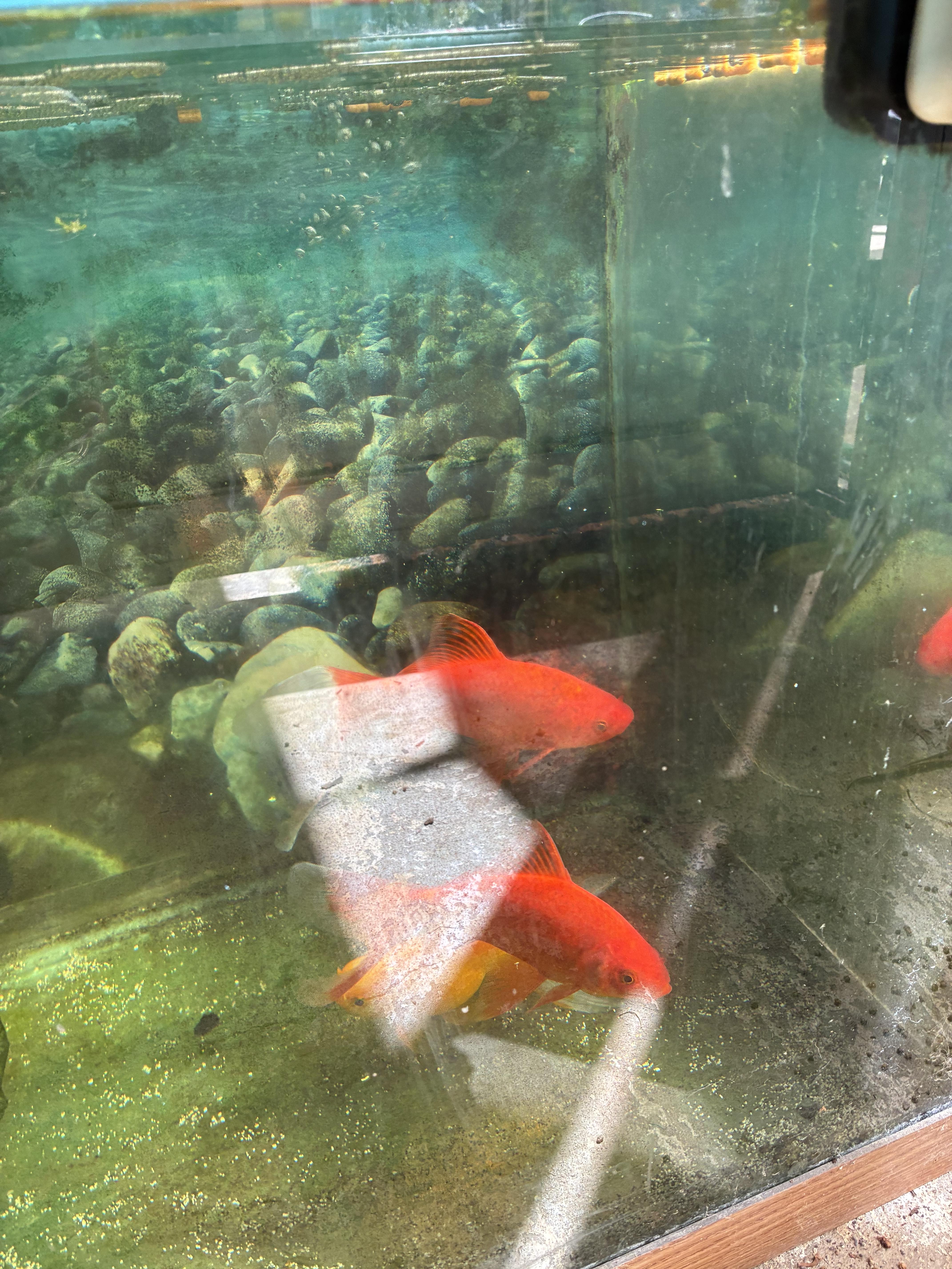 Enlarge Fred and Freida ( pond home needed ) , a ADOPTABLE Goldfish in Saint Louis, MO image 1/1