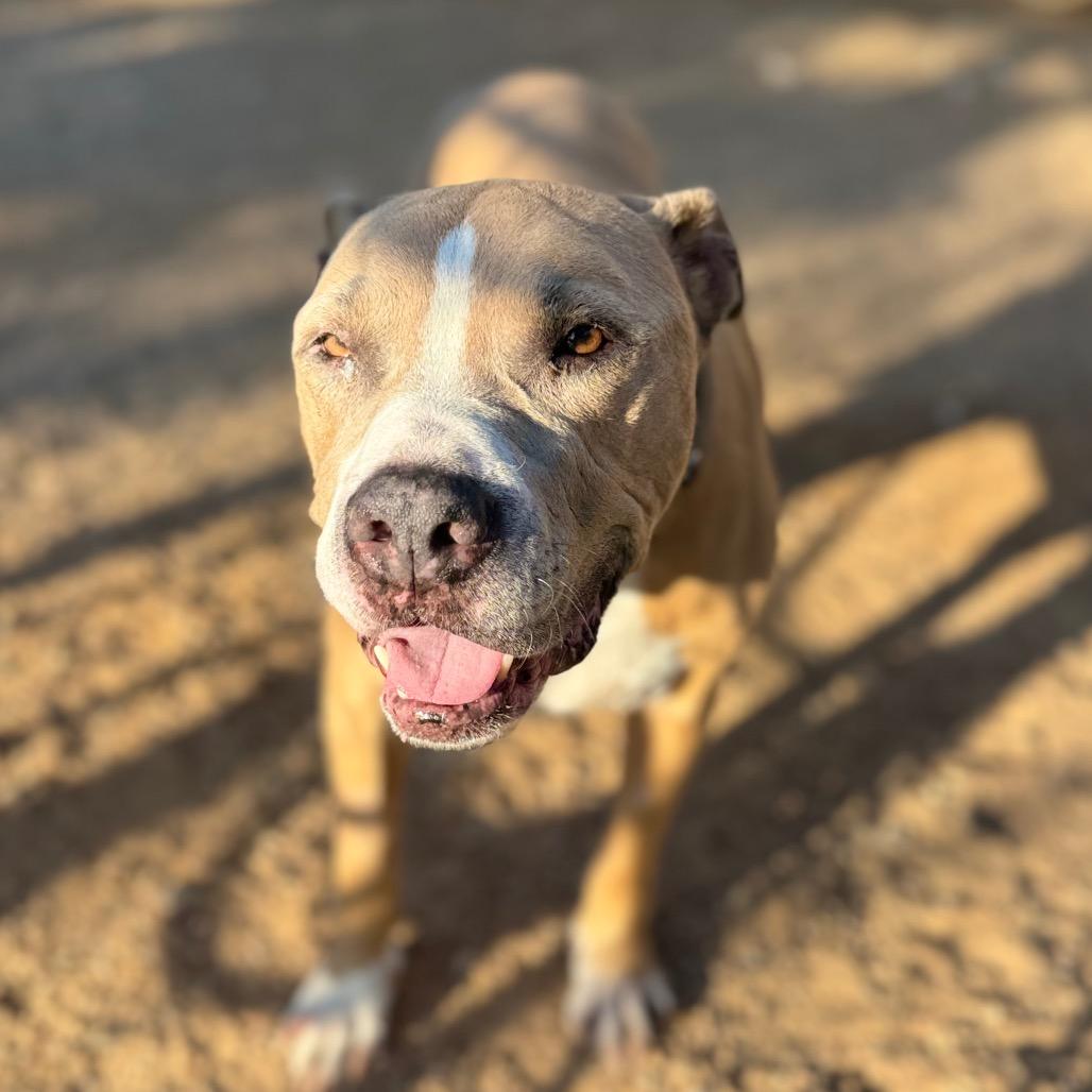 Hercules, Adoptable, Senior Male Pit Bull Terrier.