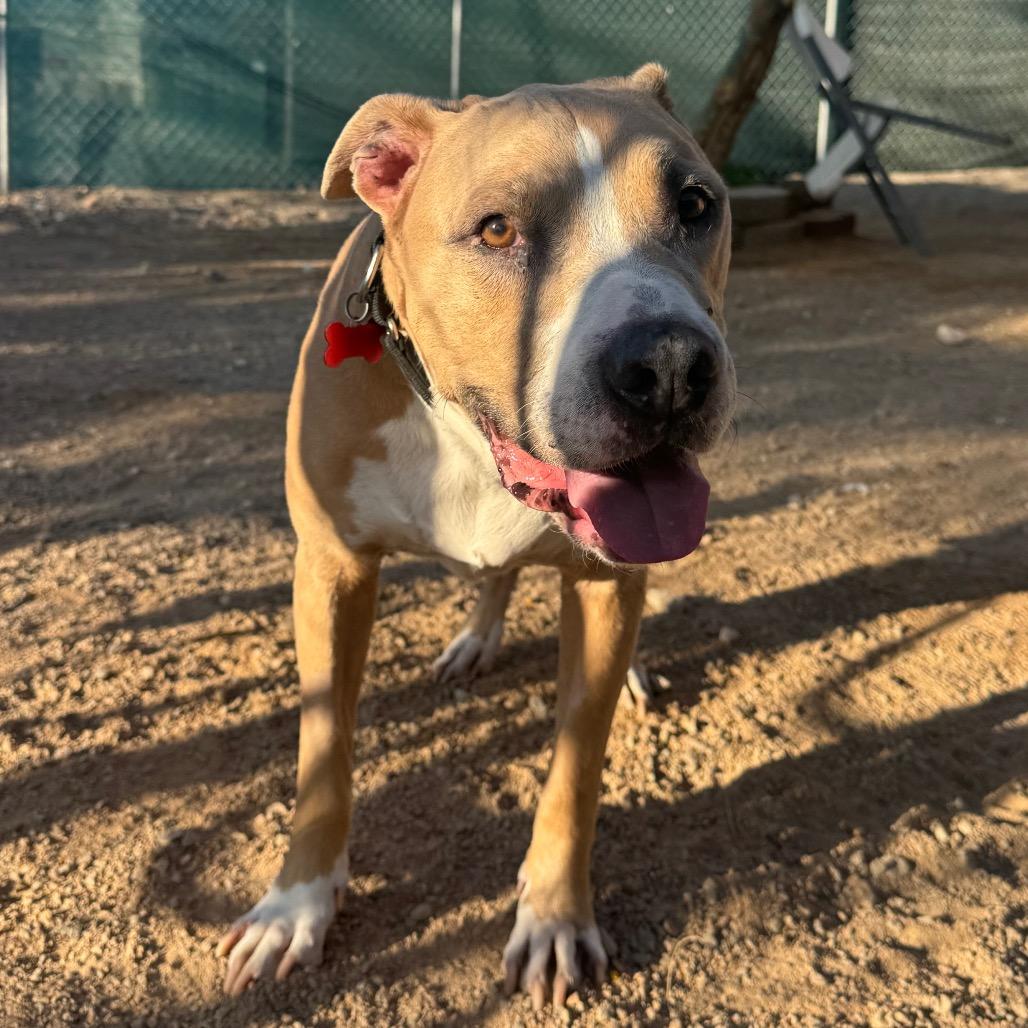 Enlarge Hercules, a Adoptable Pit Bull Terrier in Las Vegas, NV image 2/3