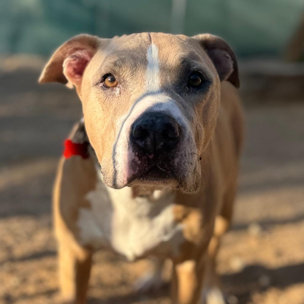 Enlarge Hercules, a Adoptable Pit Bull Terrier in Las Vegas, NV image 3/3