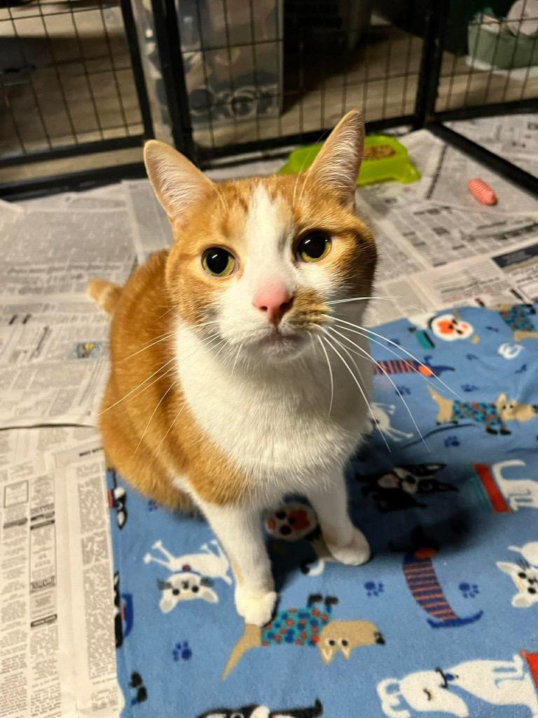 Punkin, Adoptable, Adult Male Domestic Short Hair.