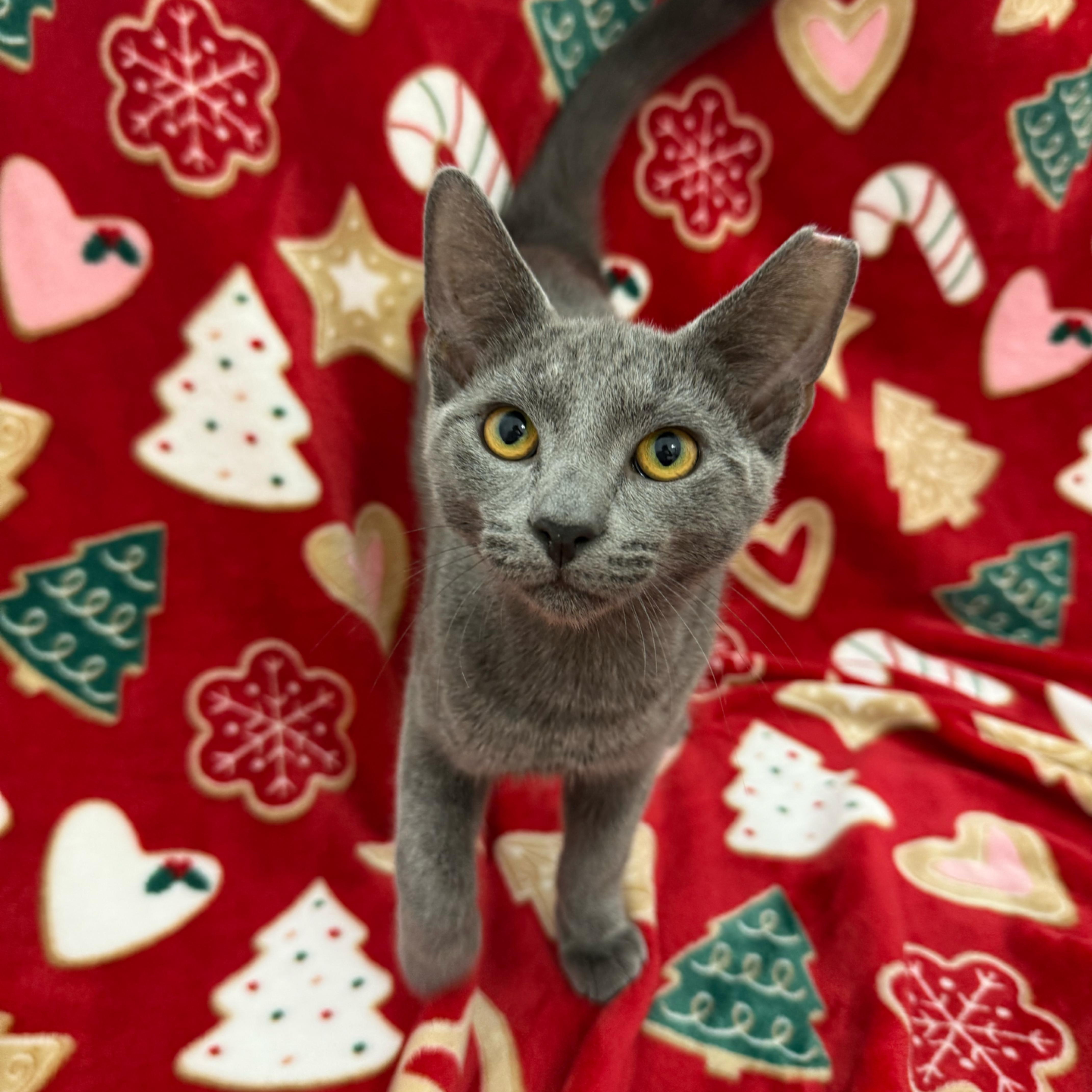 Tinsel, adopted, Kitten Male Domestic Short Hair.