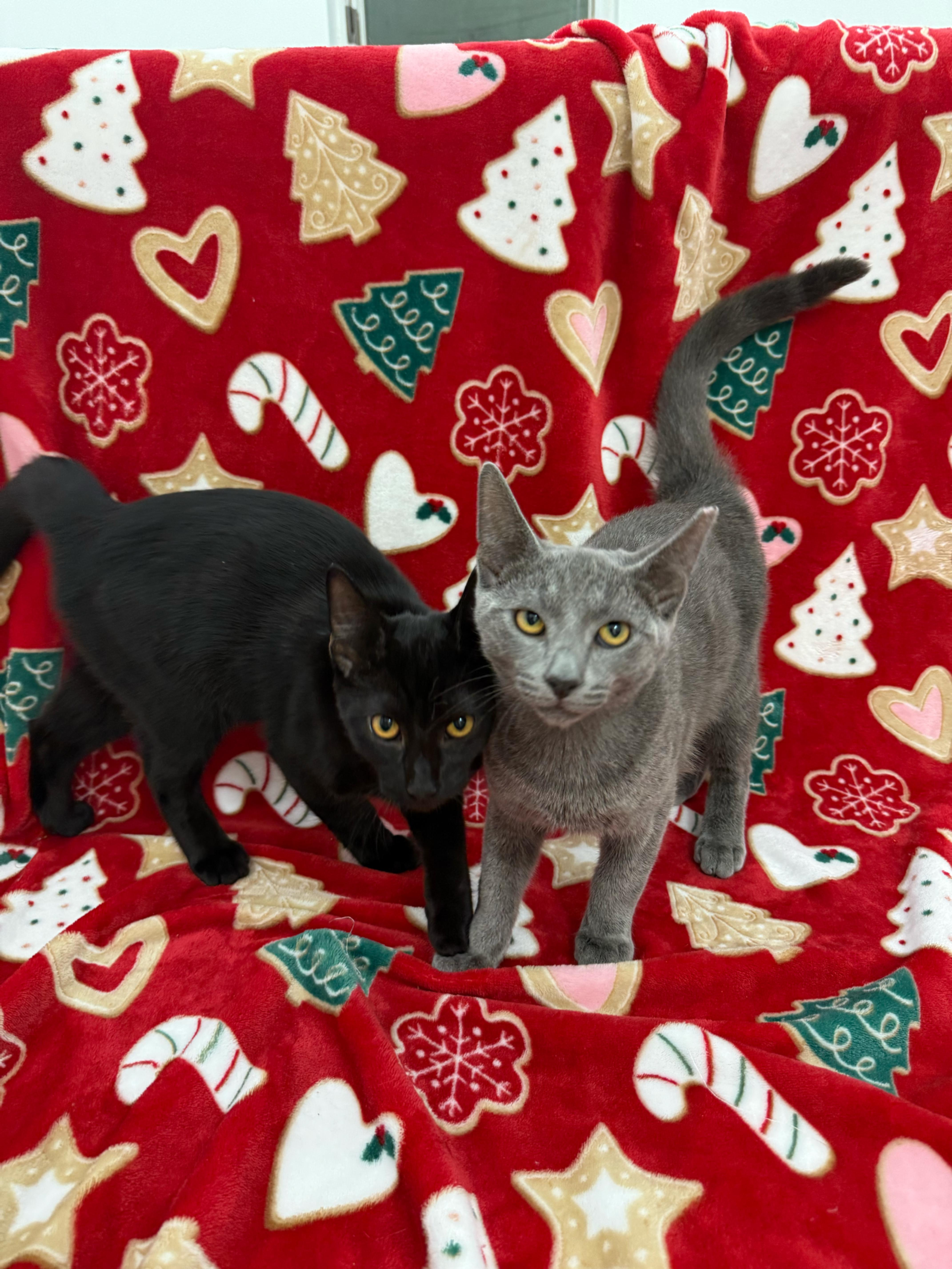 Enlarge Tinsel, an adopted Domestic Short Hair in Darien, CT image 5/5