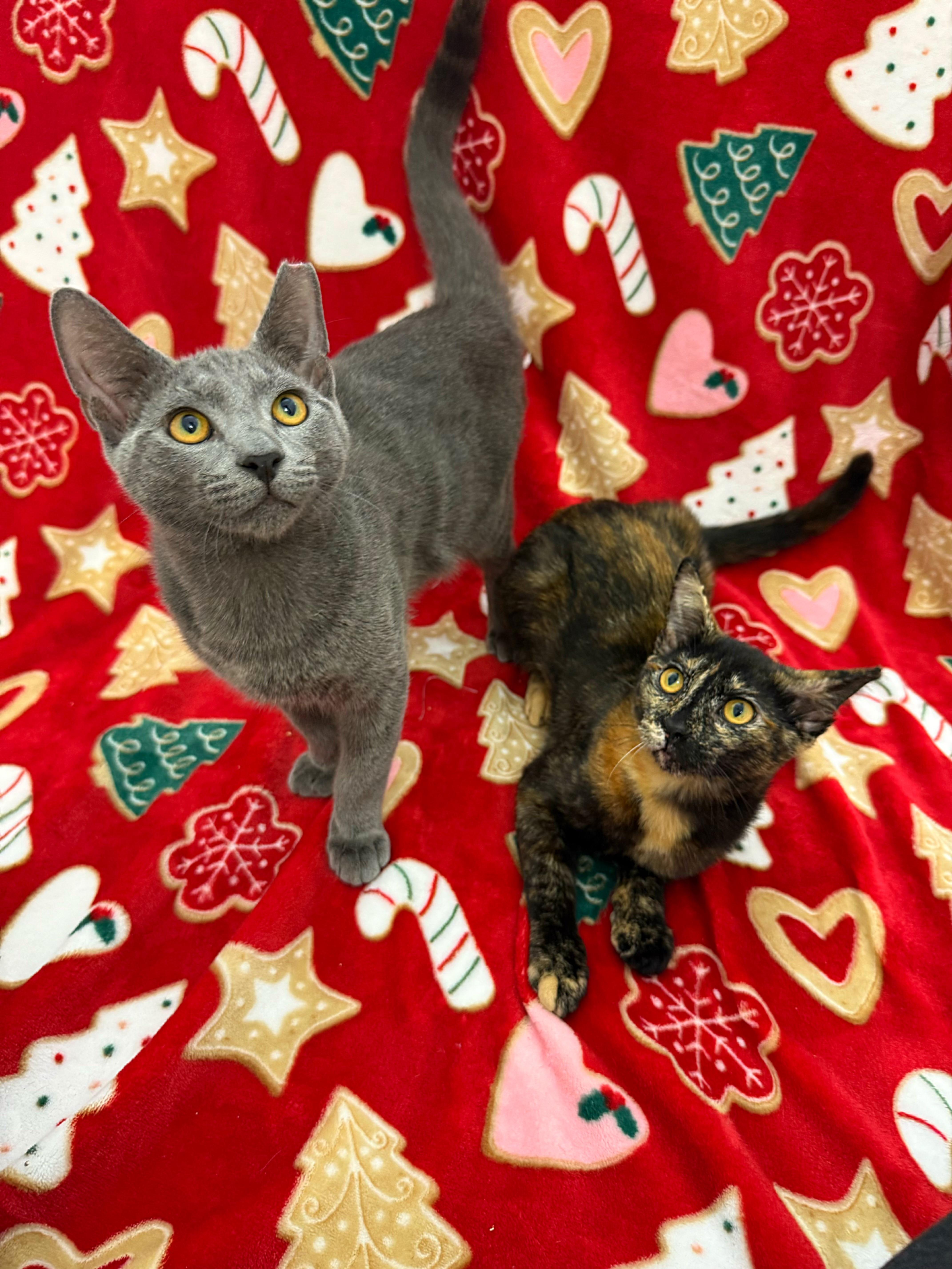 Enlarge Tinsel, an adopted Domestic Short Hair in Darien, CT image 2/5