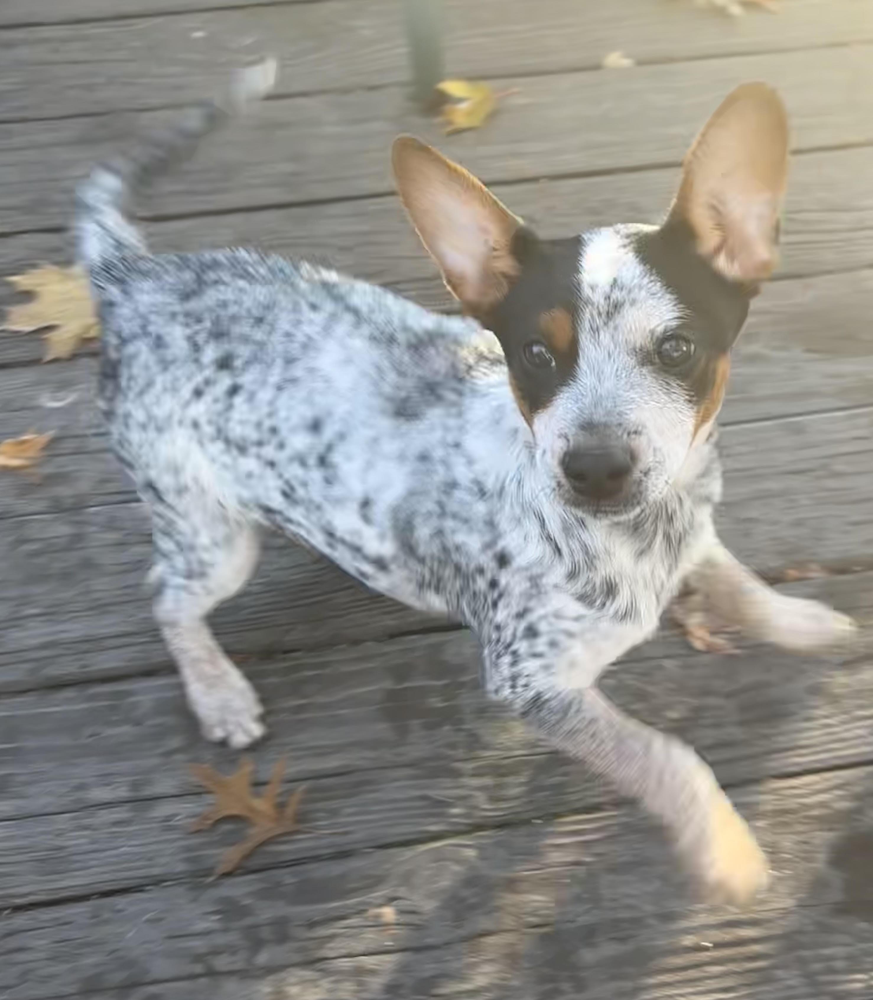 Sleepy, a ADOPTABLE Australian Cattle Dog / Blue Heeler in Hempstead, NY image 1/4