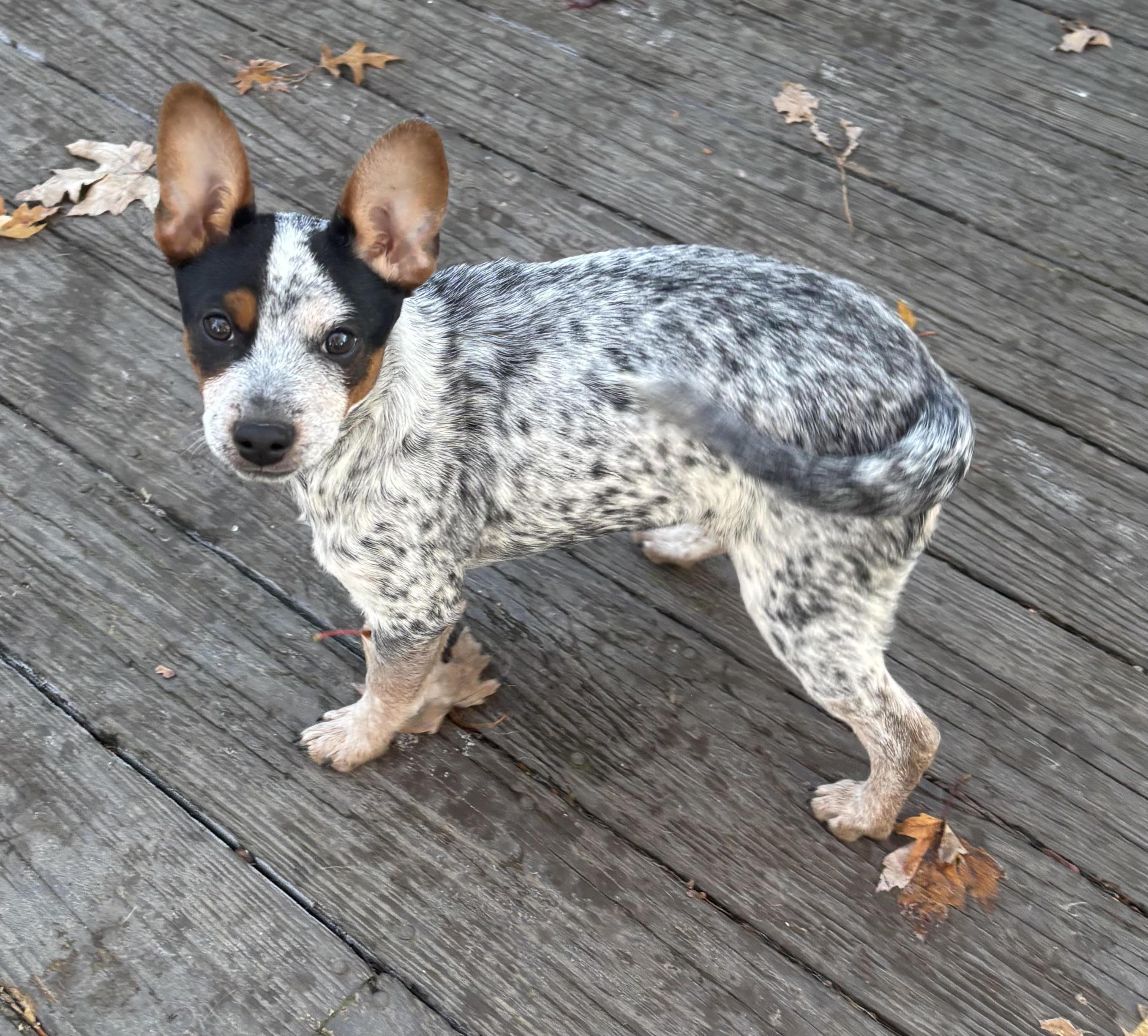 Sleepy, a ADOPTABLE Australian Cattle Dog / Blue Heeler in Hempstead, NY image 2/4