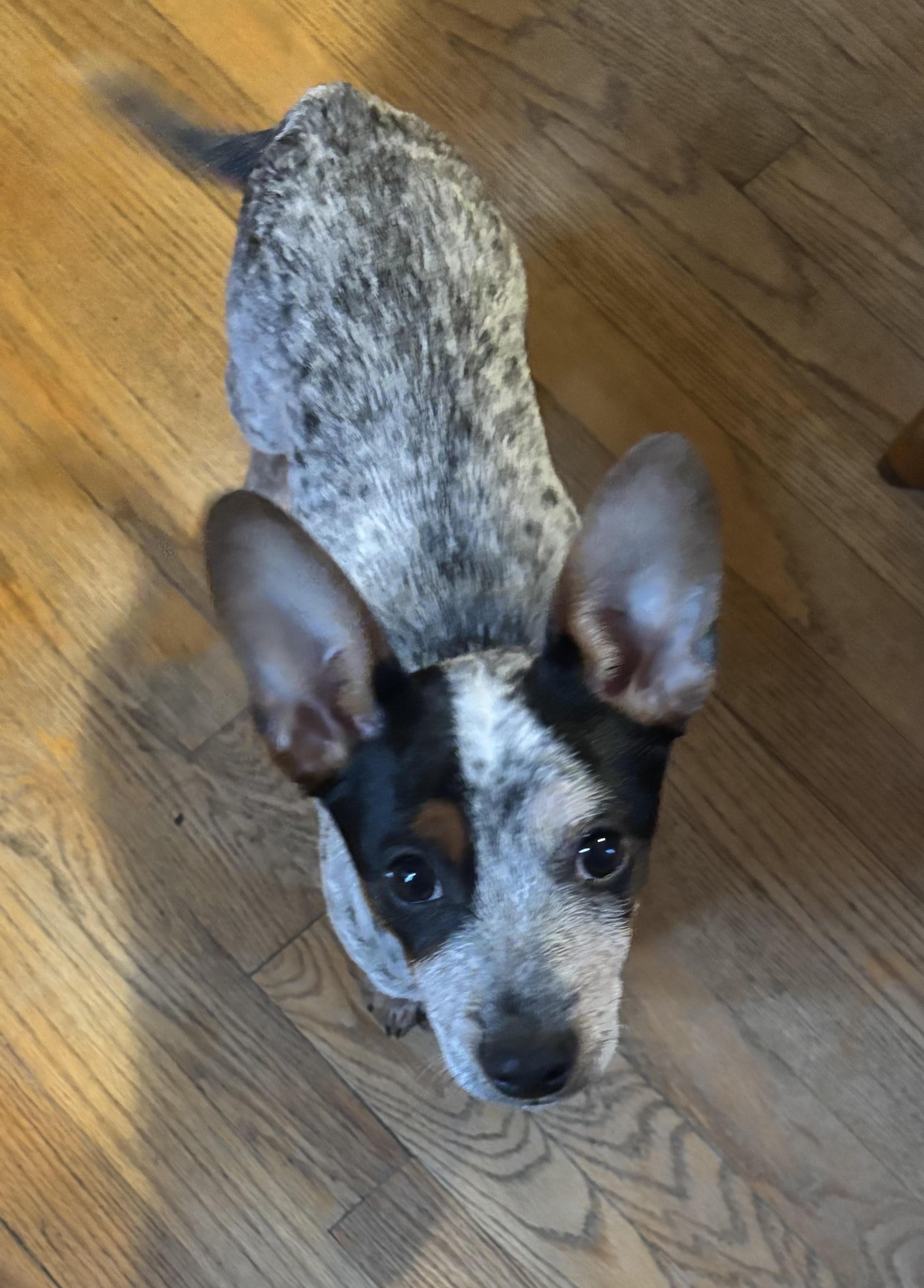 Sleepy, a ADOPTABLE Australian Cattle Dog / Blue Heeler in Hempstead, NY image 3/4