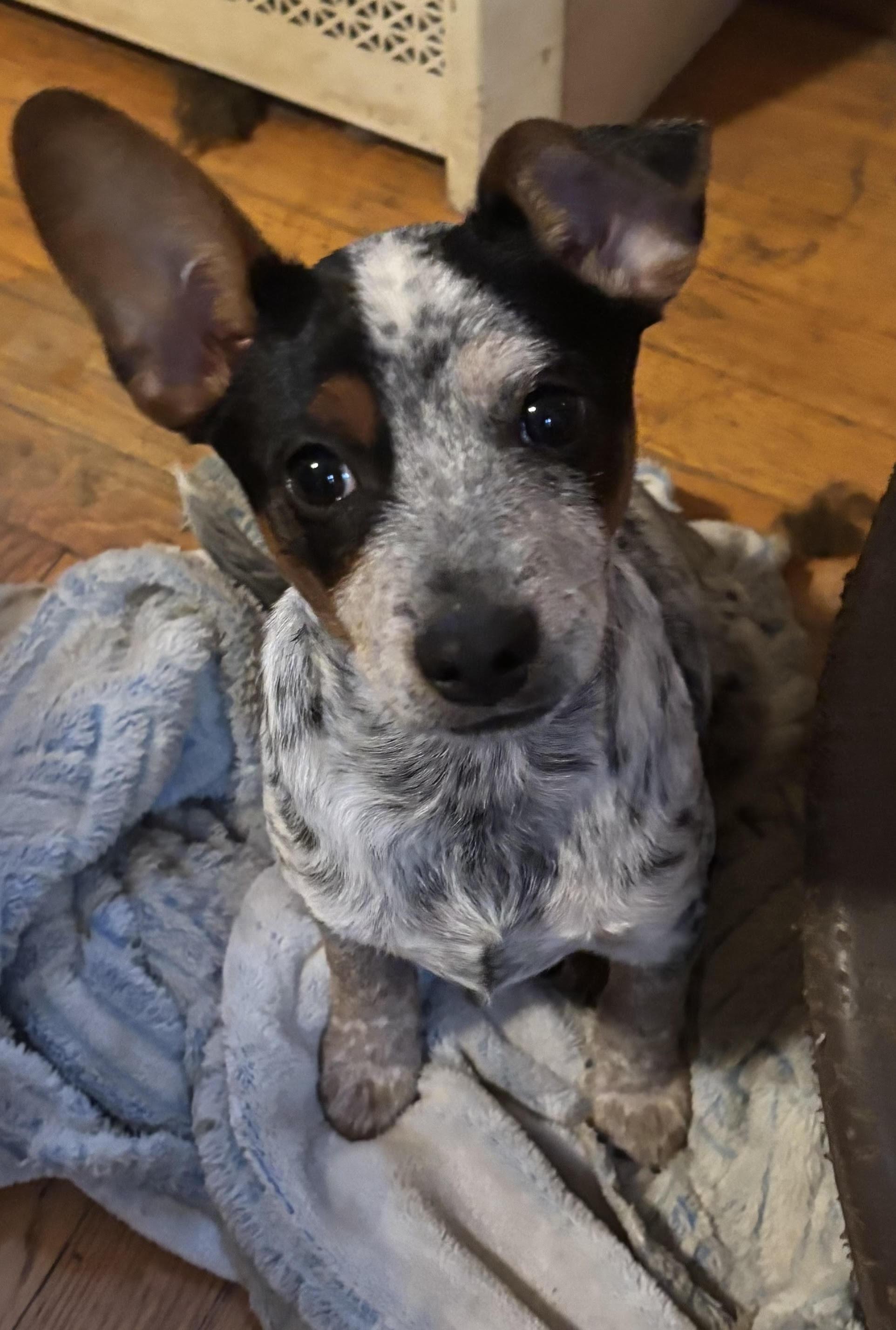 Sleepy, a ADOPTABLE Australian Cattle Dog / Blue Heeler in Hempstead, NY image 4/4