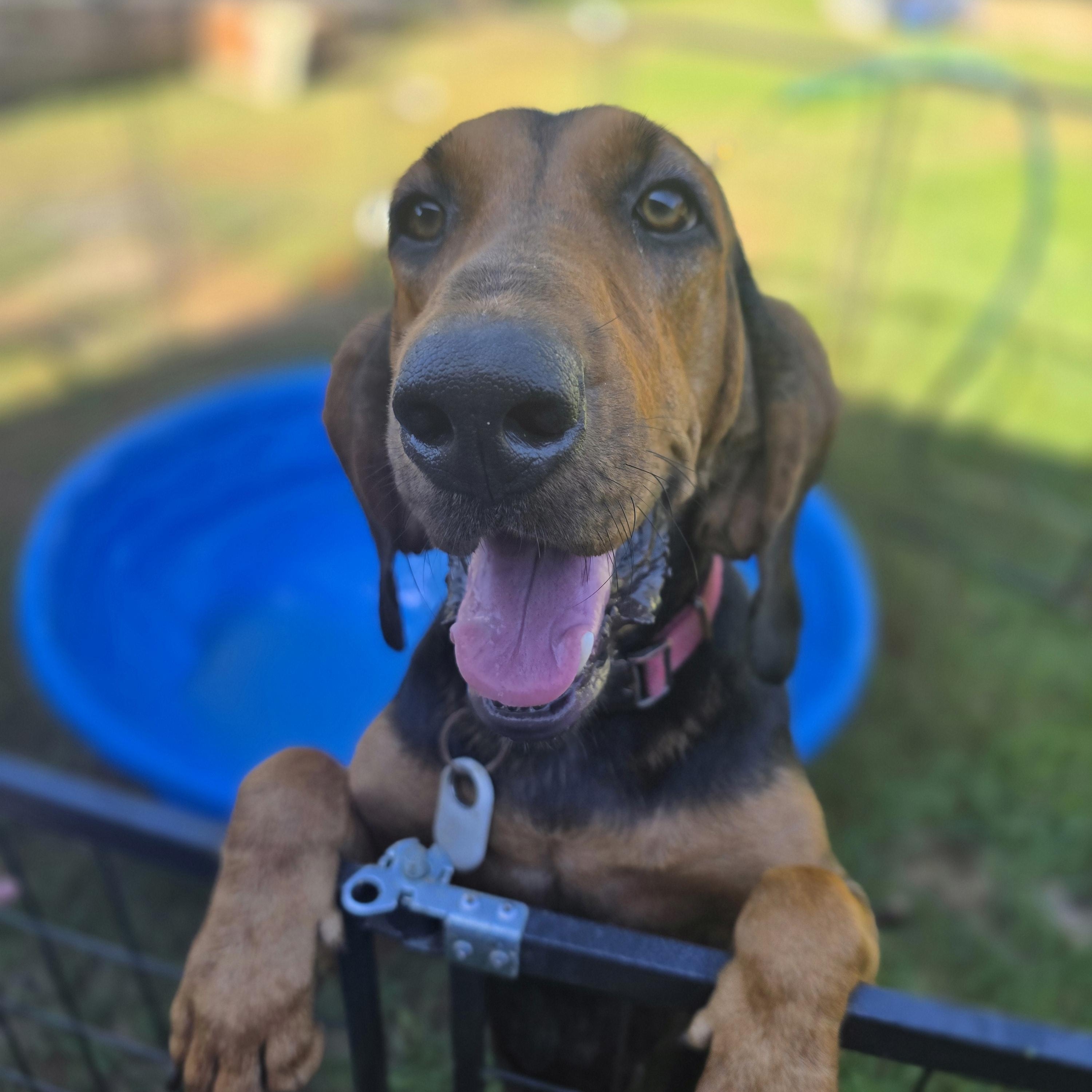 Enlarge Lady, a Adopted Bloodhound in Plantsville, CT image 1/6