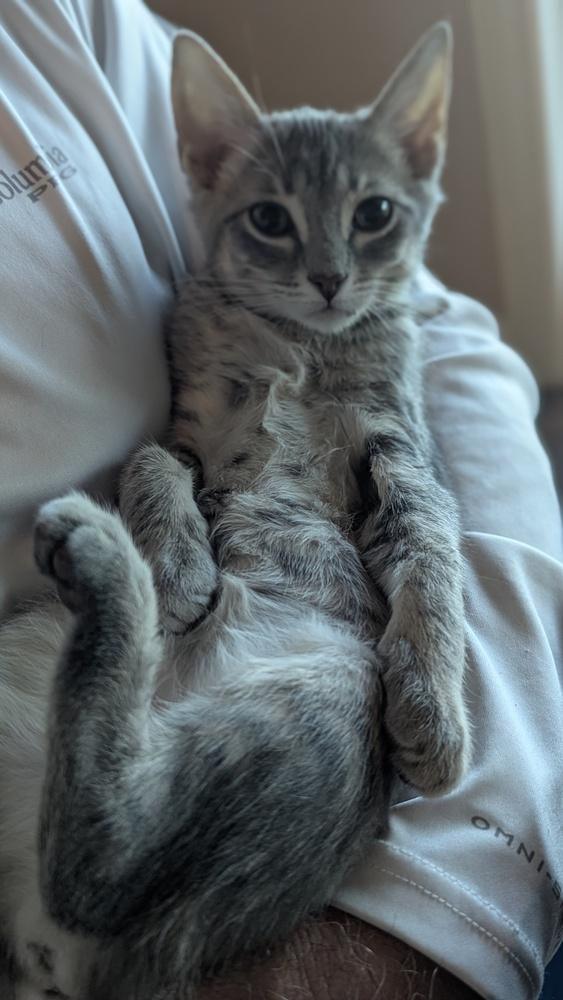 Rua, Adoptable, Kitten Female Domestic Short Hair.