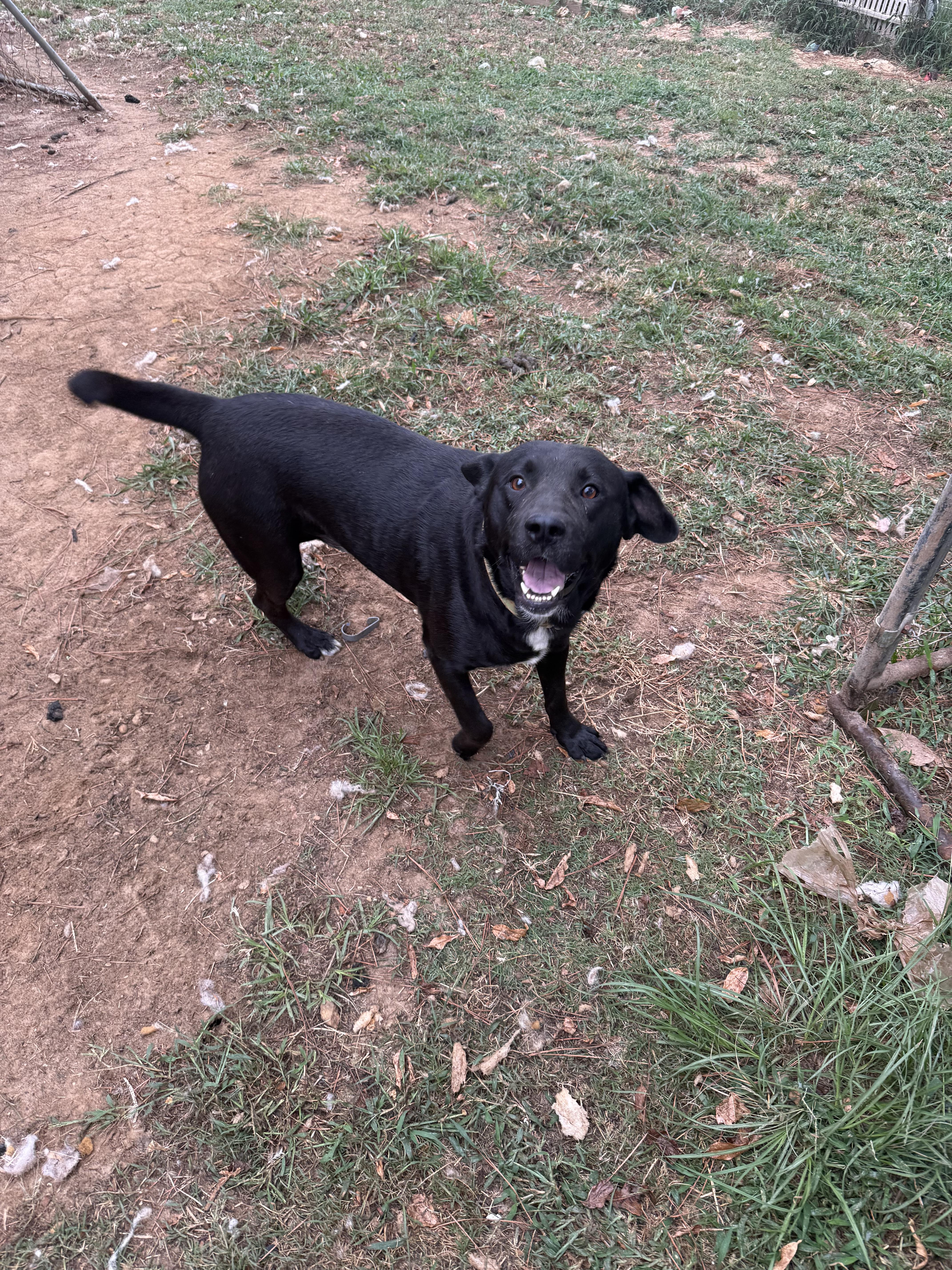 Uno, Adopted, Adult Male Black Labrador Retriever.