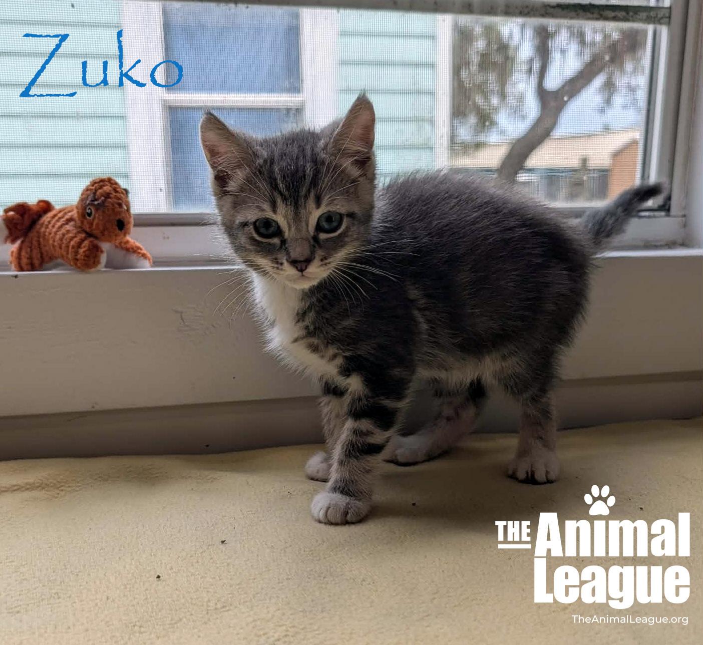 Enlarge Zuko, a Adoptable mixed breed in Groveland, FL image 2/3