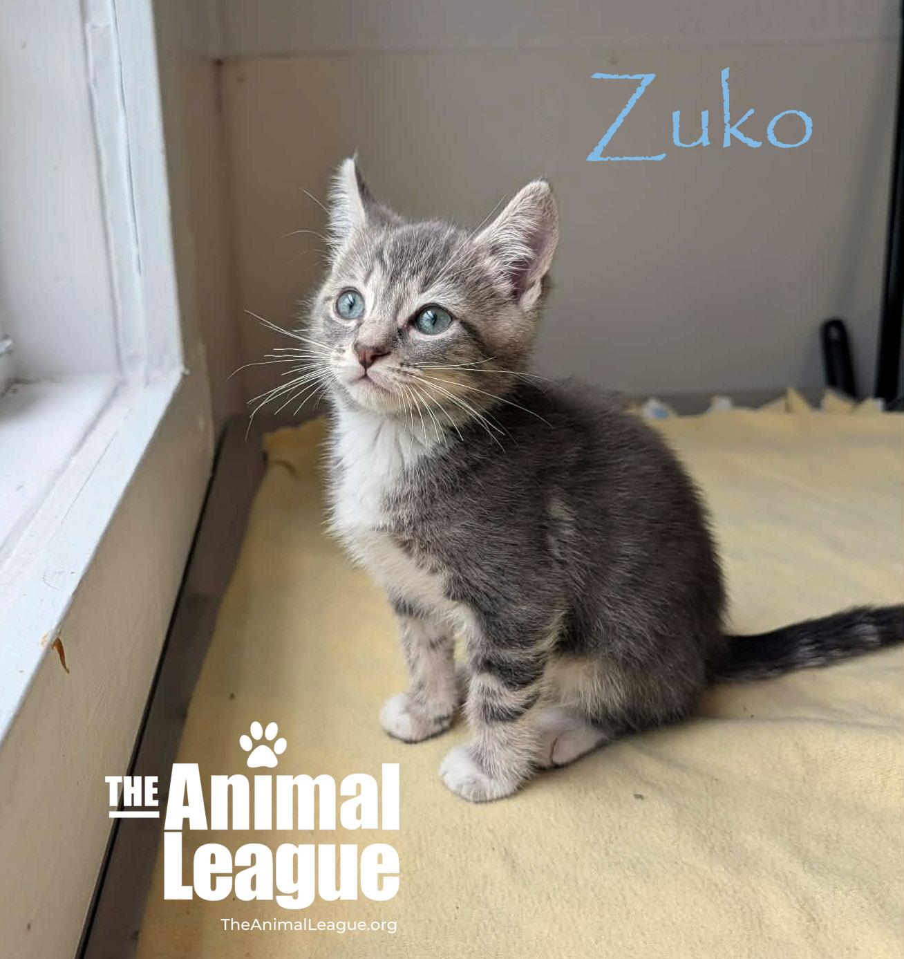 Enlarge Zuko, a Adoptable mixed breed in Groveland, FL image 3/3