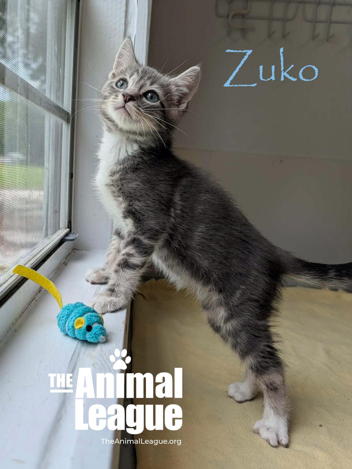 Zuko, Adoptable, Kitten Male Domestic Short Hair.