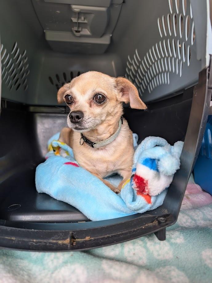 Lola, Adoptable, Adult Female Chihuahua & Rat Terrier.